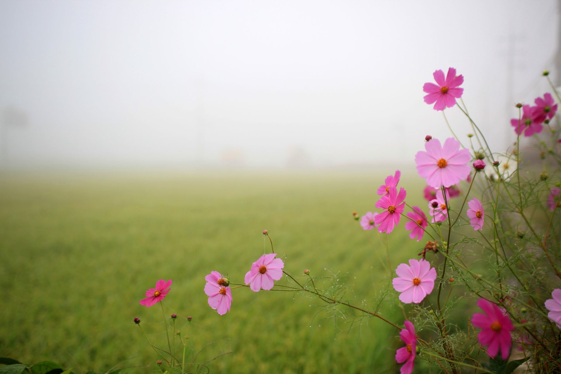 Beautiful Early Morning With Flower Wishing Good Morning - Arefe Günü Ihlas Okumanin Faziletleri - 1920x1280 Wallpaper Beautiful Early Morning With Flower Wishing Good Morning - Arefe Günü Ihlas Okumanin Faziletleri - 1920x1280 Wallpaper