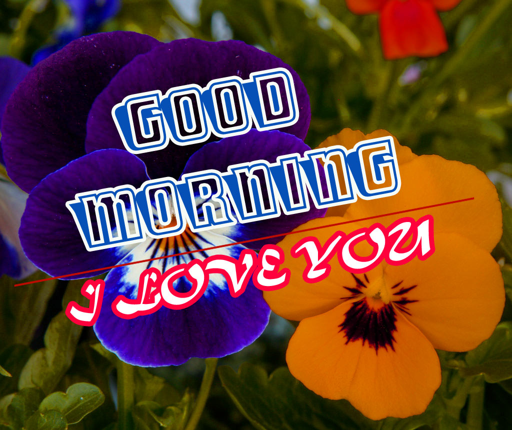 Good Morning Images For Girlfriend  Wallpaper Pics - Pansy - HD Wallpaper 
