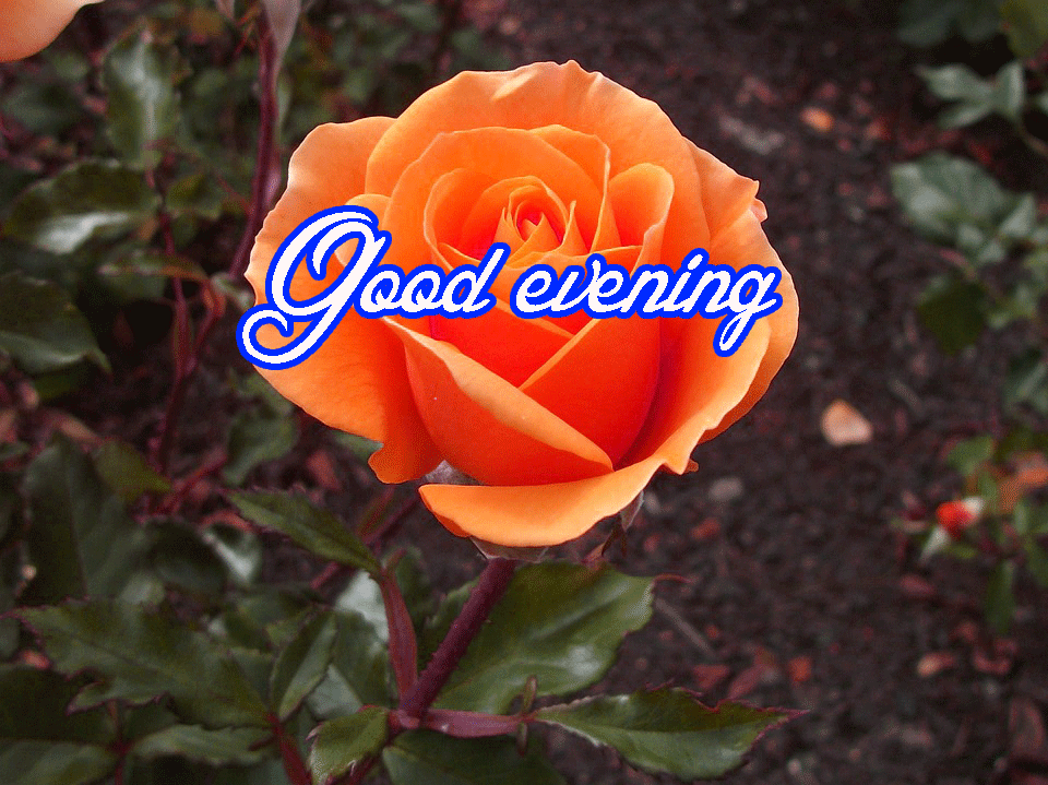 Rose - HD Wallpaper 