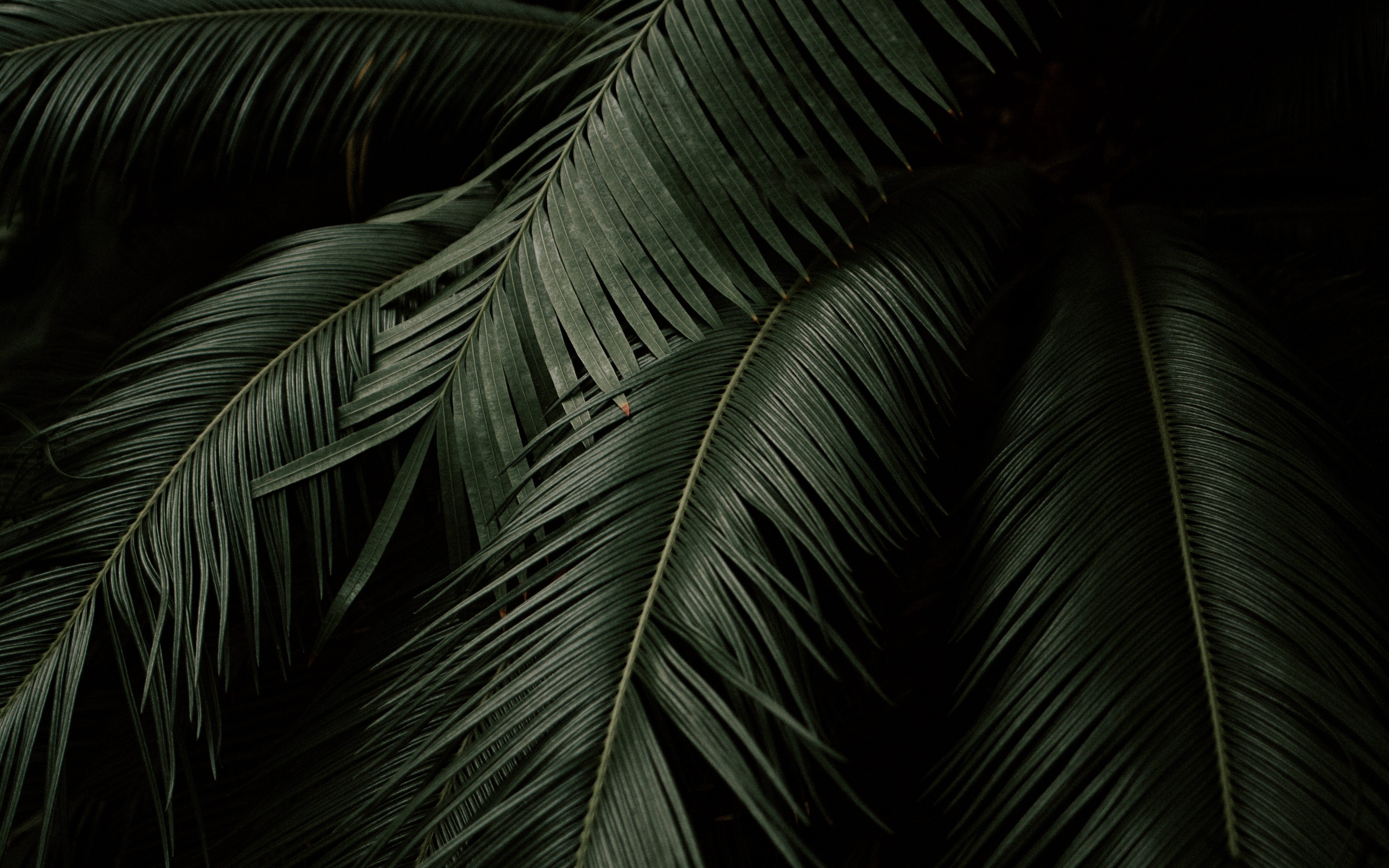 Wallpaper Leaves, Plant, Green, Dark, Botanical Garden - HD Wallpaper 