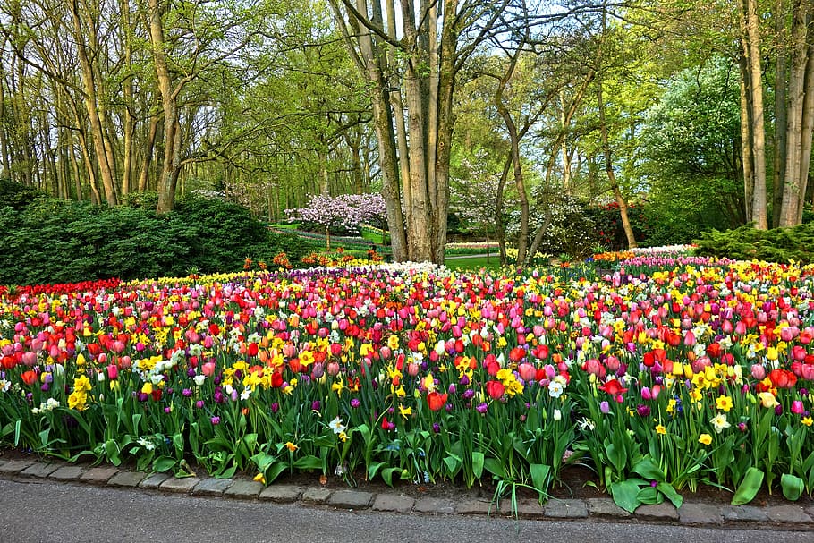 Garden Flowers, Flower Garden, Flower Bed, Tulip, Daffodil, - Garden Flower Bed - HD Wallpaper 