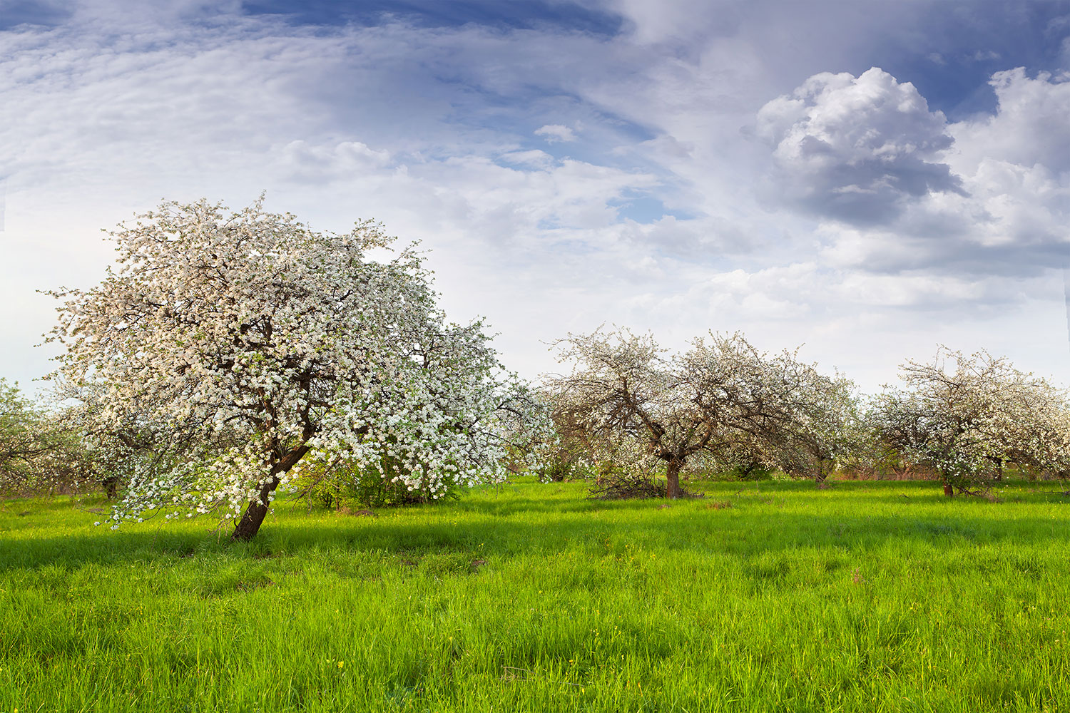Photo Wallpaper Apple Tree Garden - Irland Apfelbaum - HD Wallpaper 