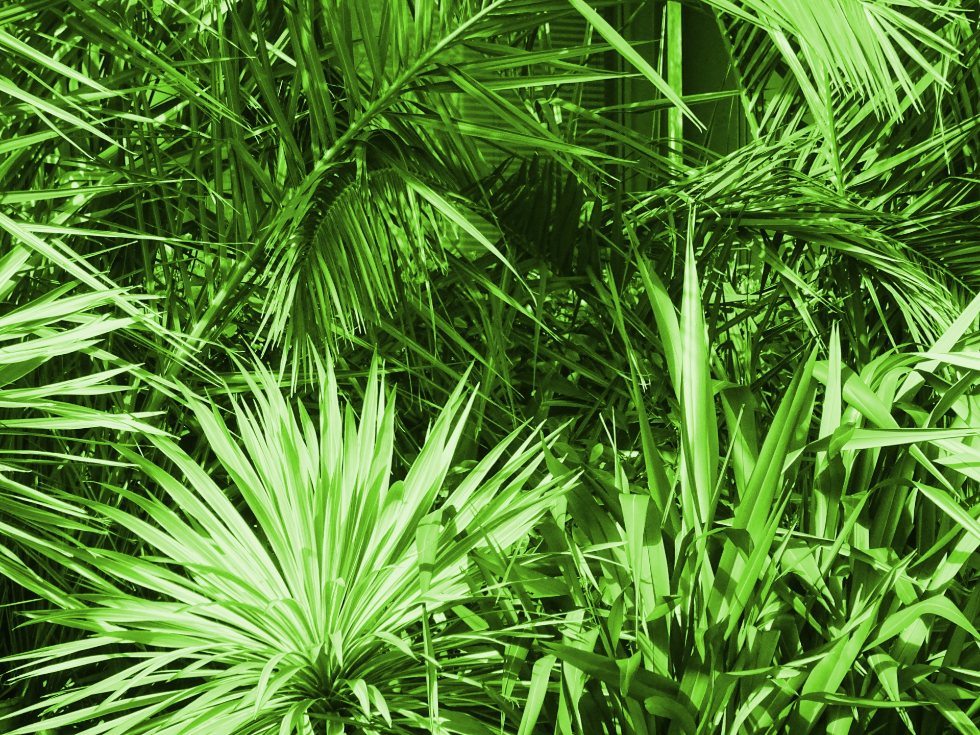 Green Garden Plants Free Photo - Green Garden Plants Background - HD Wallpaper 