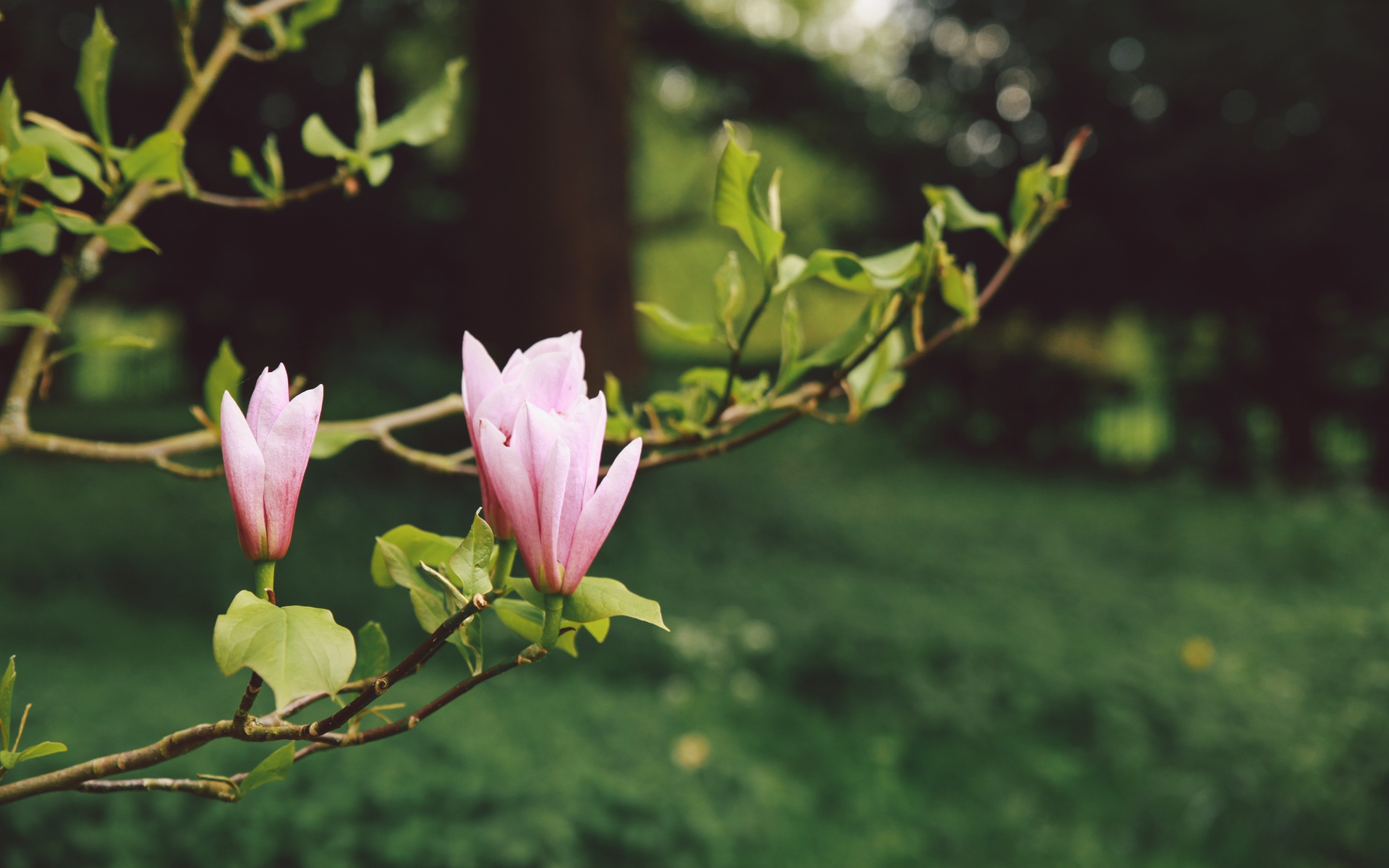 Wallpaper Flowers, Branches, Bloom, Blur, Garden - Garden Blur Background Hd Download - HD Wallpaper 