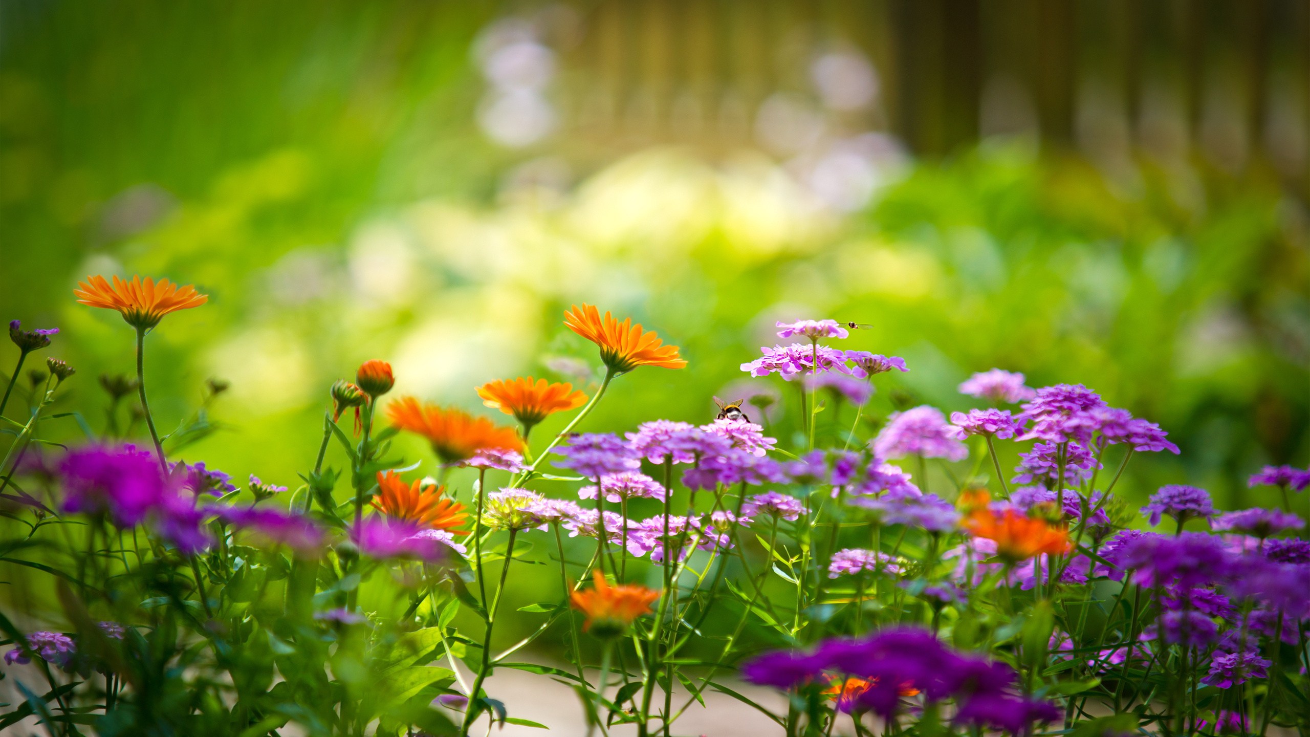 High Resolution Garden Flowers - 2560x1440 Wallpaper High Resolution Garden Flowers - 2560x1440 Wallpaper