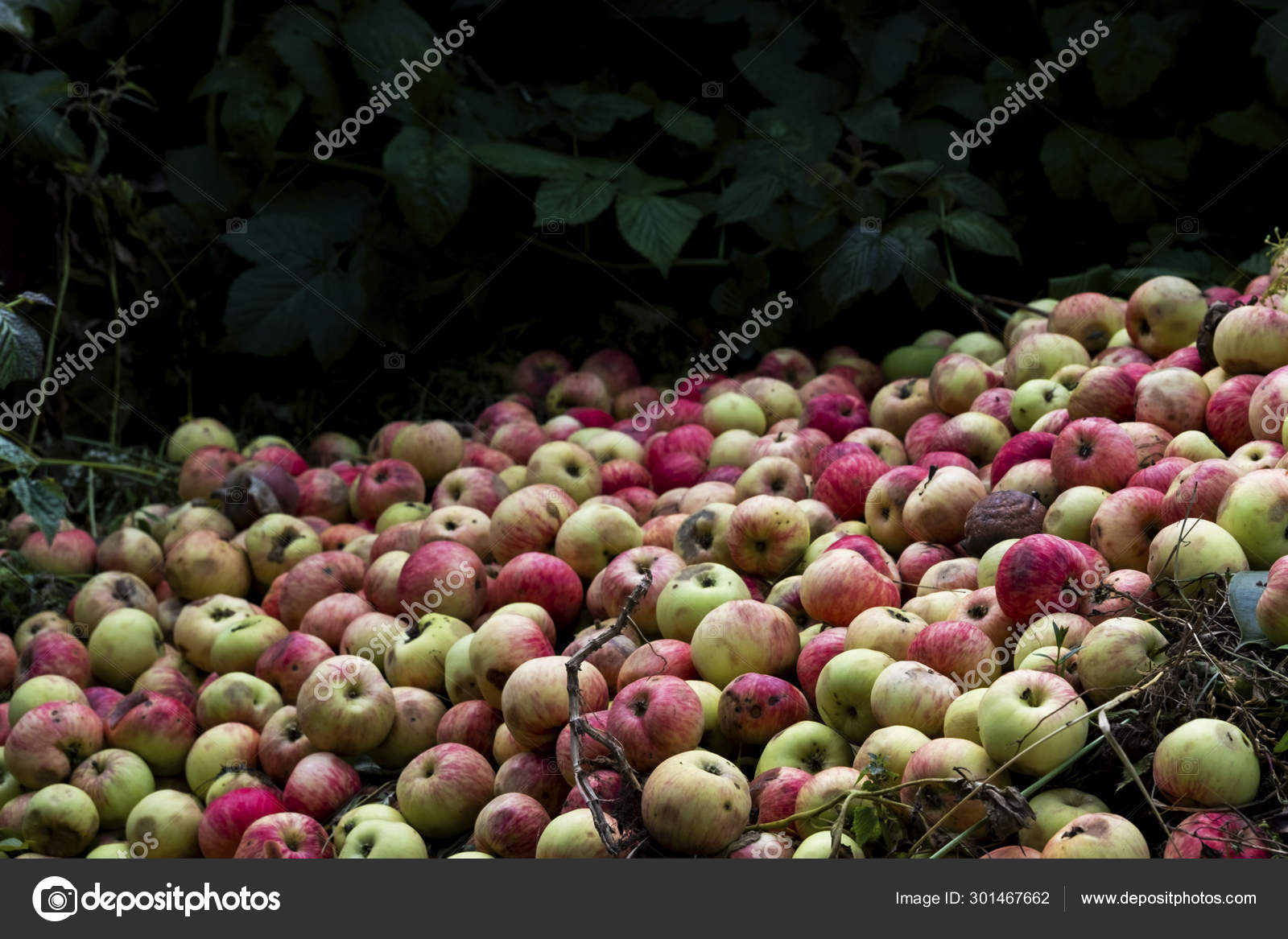 Apple - 1600x1167 Wallpaper - teahub.io