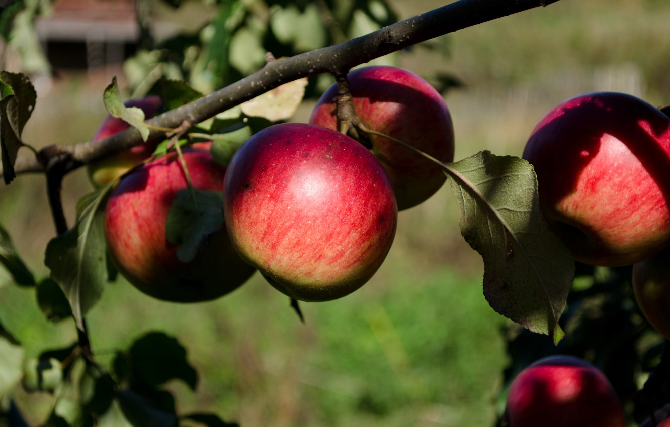 Photo Wallpaper Autumn, Apples, Garden - Apple - HD Wallpaper 