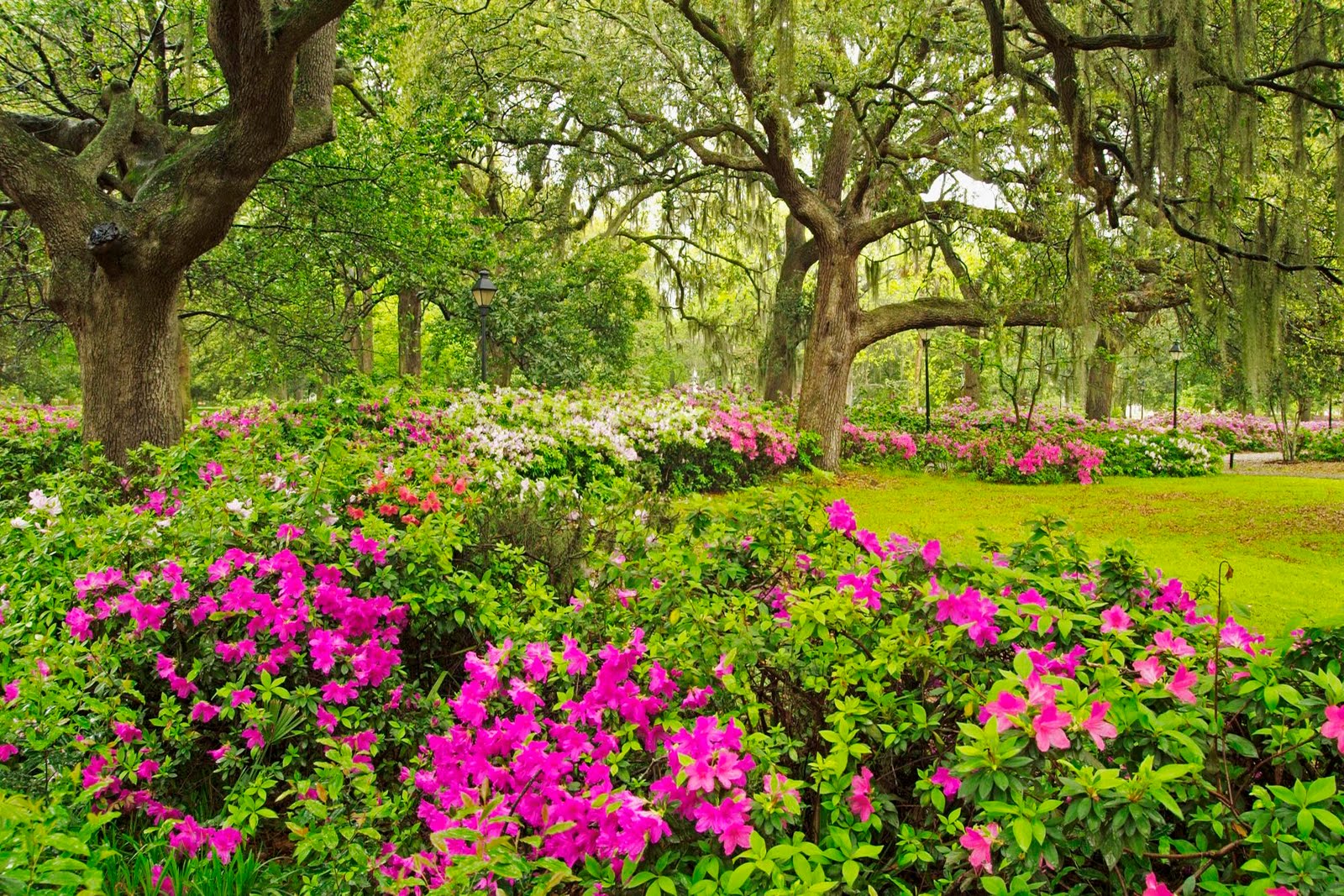 Flower Garden, Flower Forest Cool Wallpapers, Wonderful - Flower Garden - HD Wallpaper 