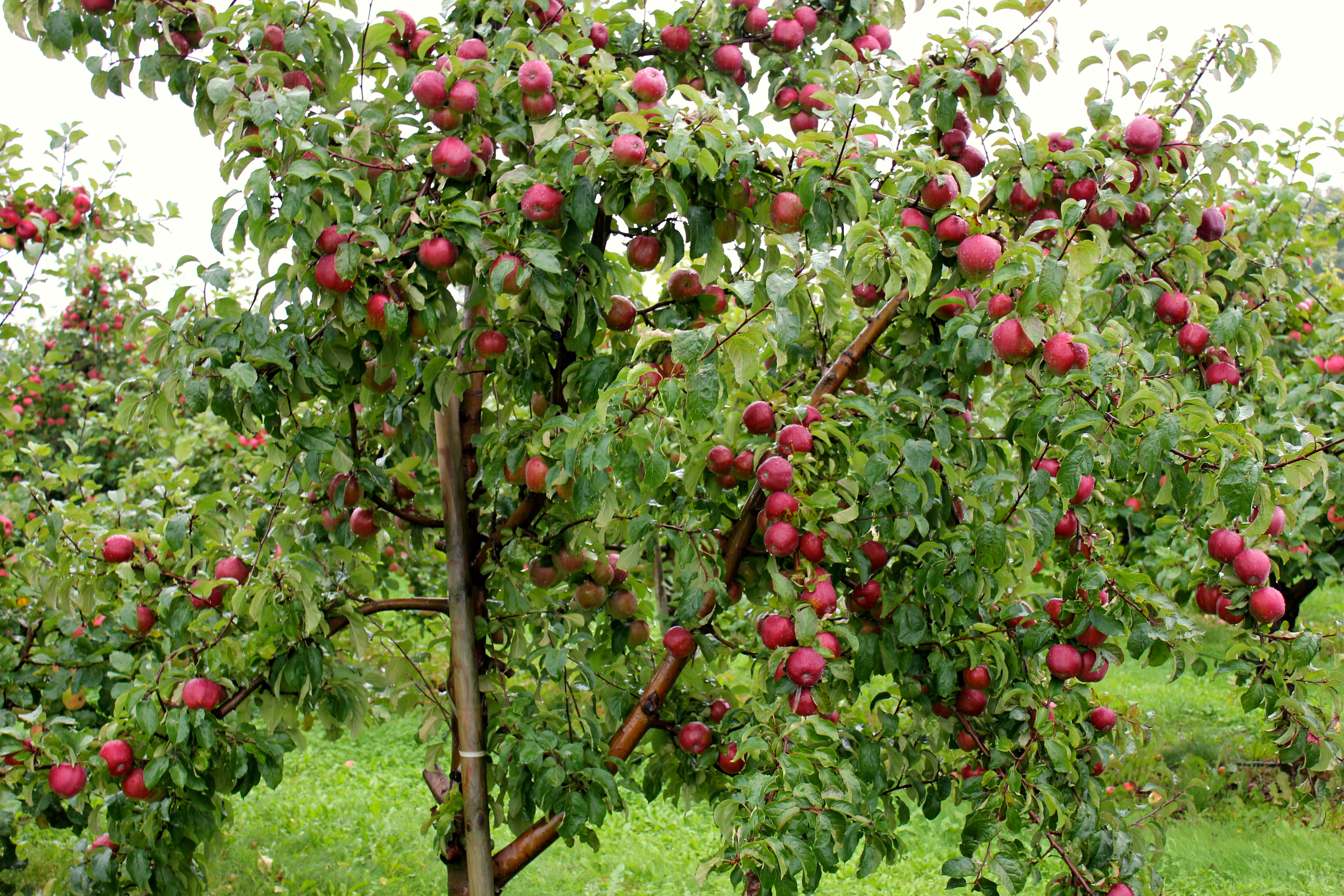 Apple Tree Images Hd - HD Wallpaper 