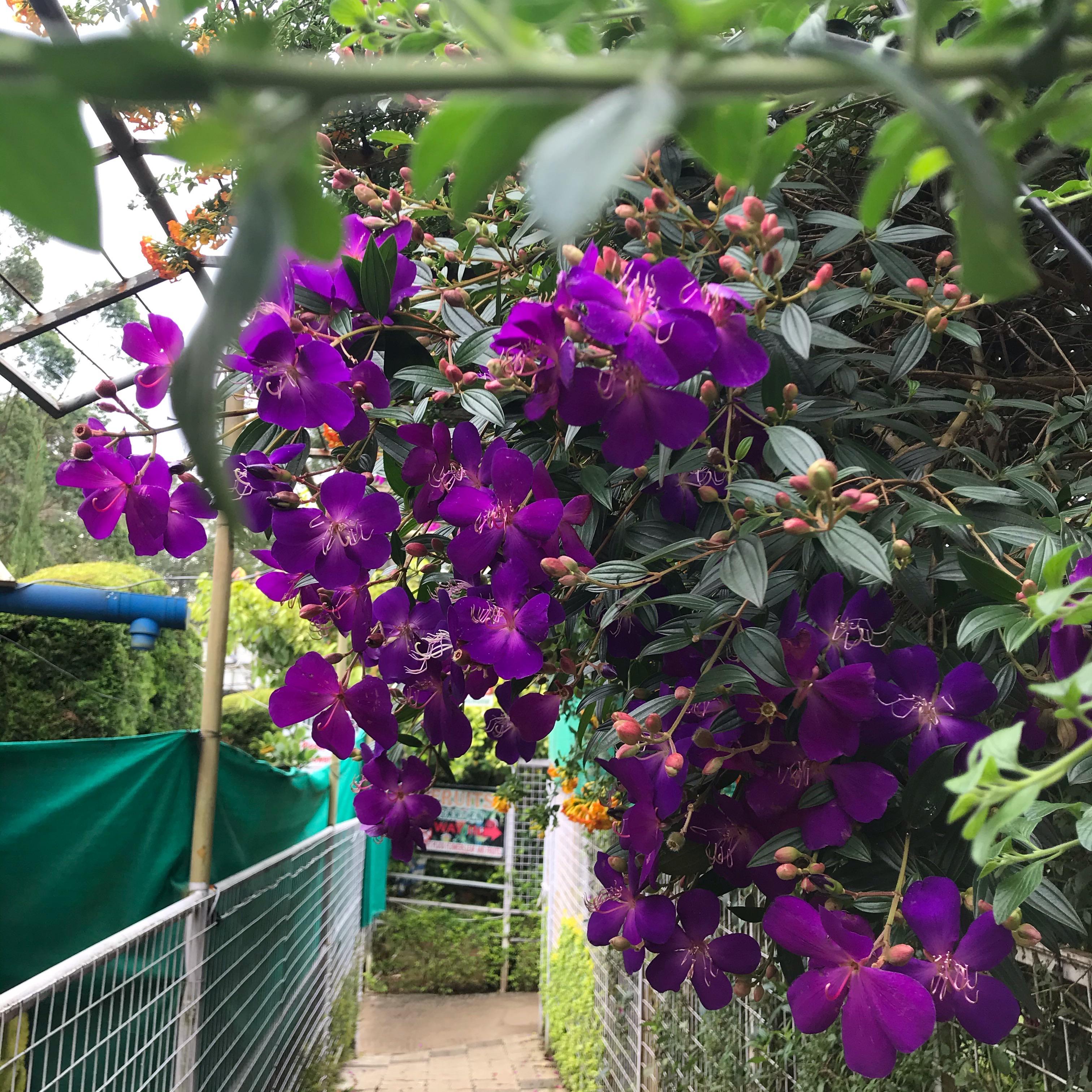 Botanical Garden In Kerala - HD Wallpaper 