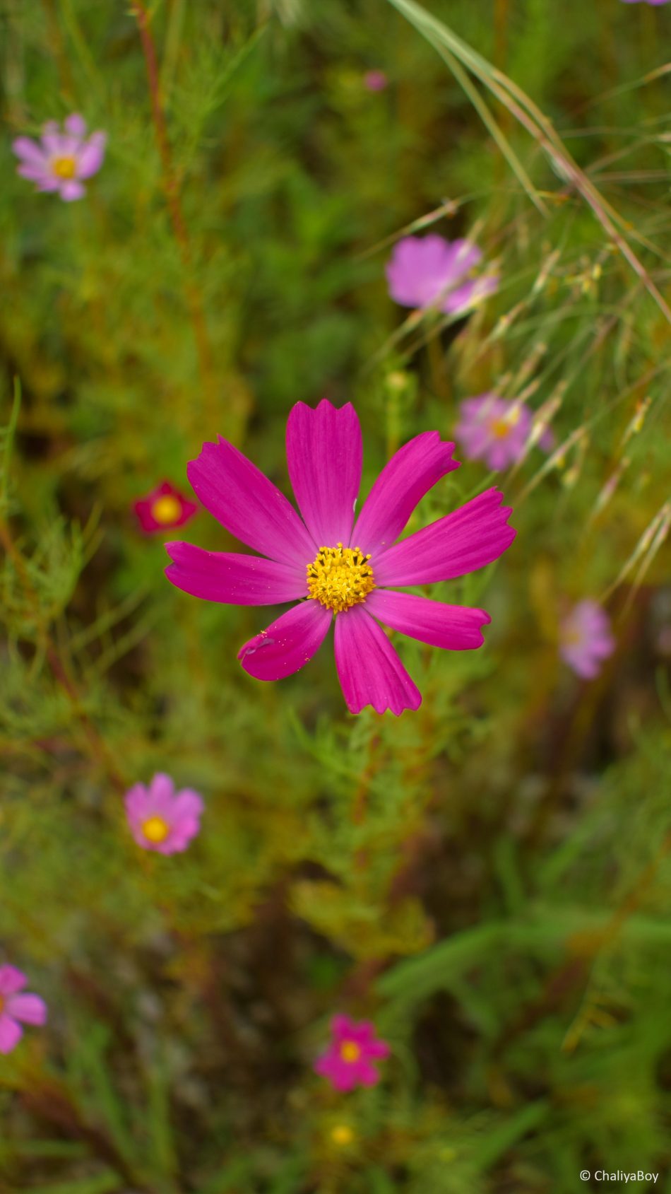 Pink Flower Garden Photography 4k Ultra Hd Mobile Wallpaper - Flower Garden Images Hd - 950x1689 Wallpaper Pink Flower Garden Photography 4k Ultra Hd Mobile Wallpaper - Flower Garden Images Hd - 950x1689 Wallpaper