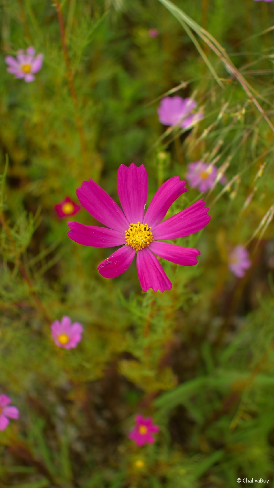 Pink Flower Garden Photography 4k Ultra Hd Mobile Wallpaper - Flower Garden Images Hd - HD Wallpaper 