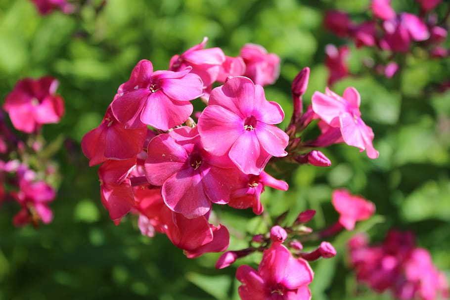 Flowers, Phlox, Flower Garden, Color, Beautiful, Ornamental - Phlox Paniculata - HD Wallpaper 