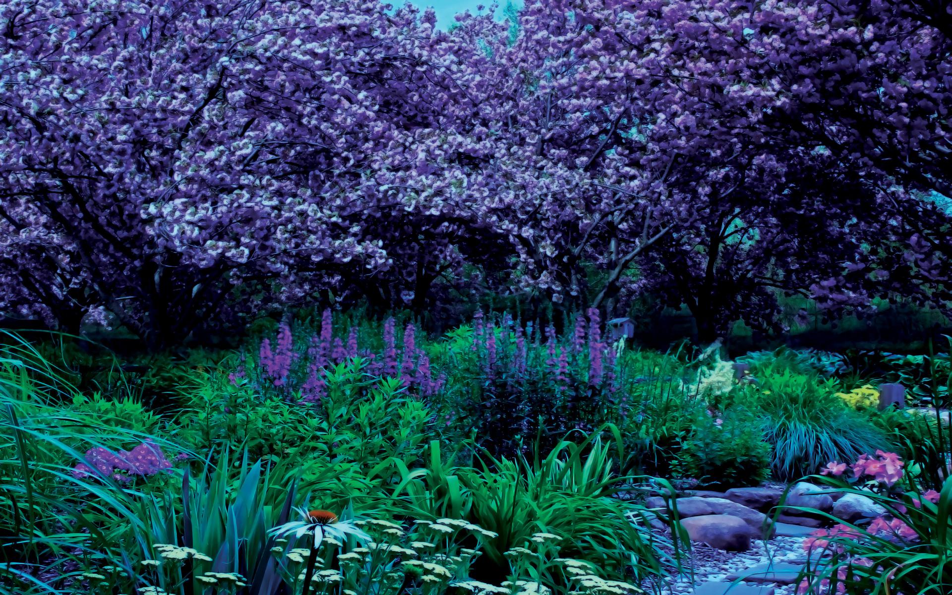 Hd Garden Plants Rocks Landscape High Resolution Images - Paisajes En Alta Resolucion - HD Wallpaper 