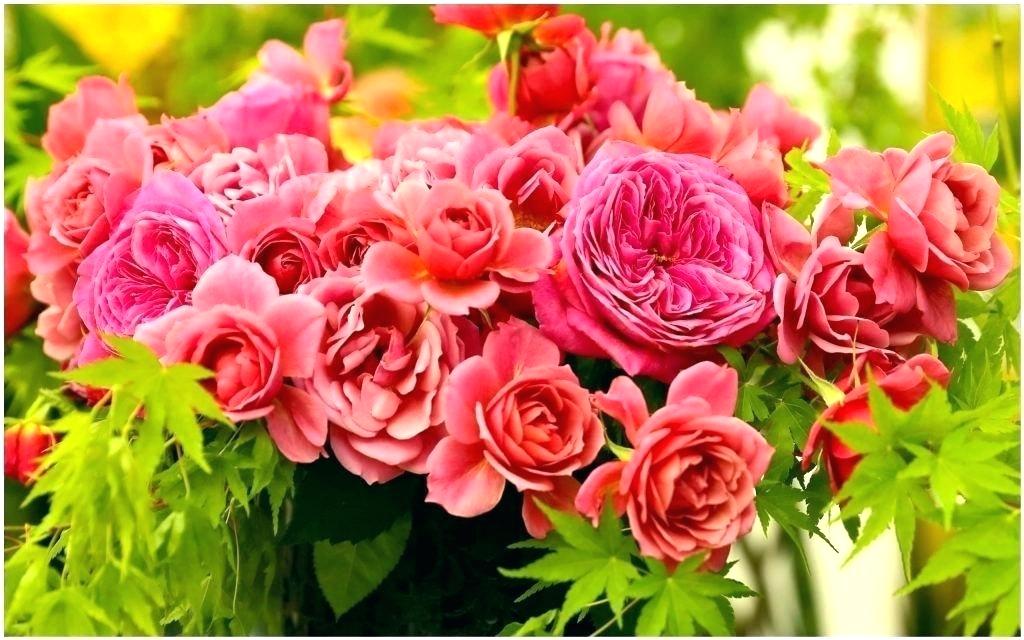 Red Flowers Wallpaper Hd Rose Garden Wallpaper Red - Flower Garden Wallpaper Hd - HD Wallpaper 