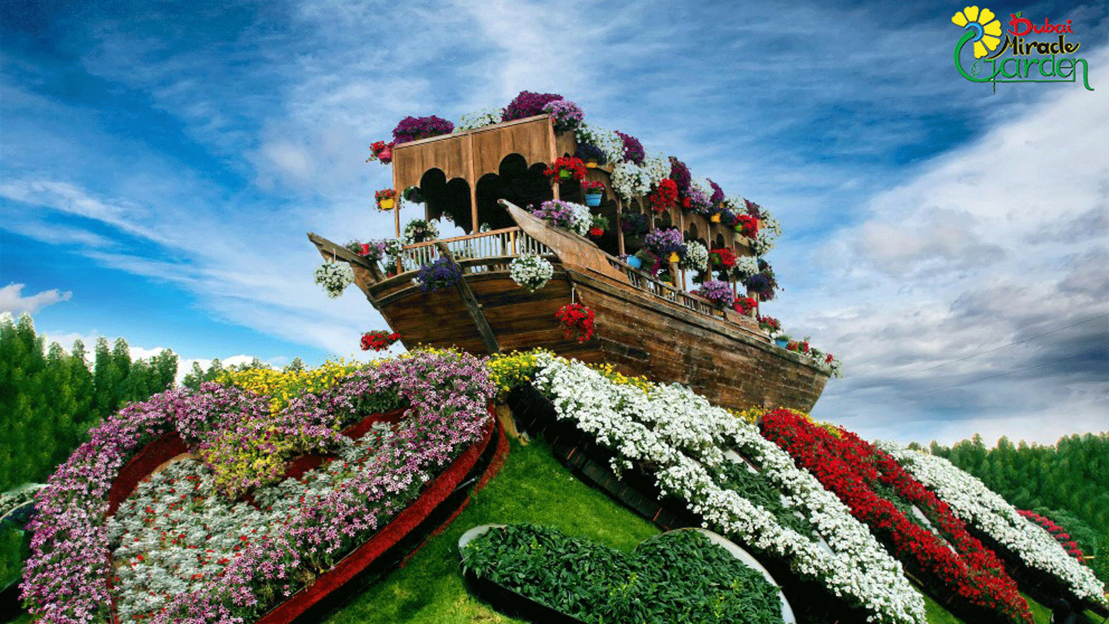 Dubai Miracle Garden Hd - HD Wallpaper 