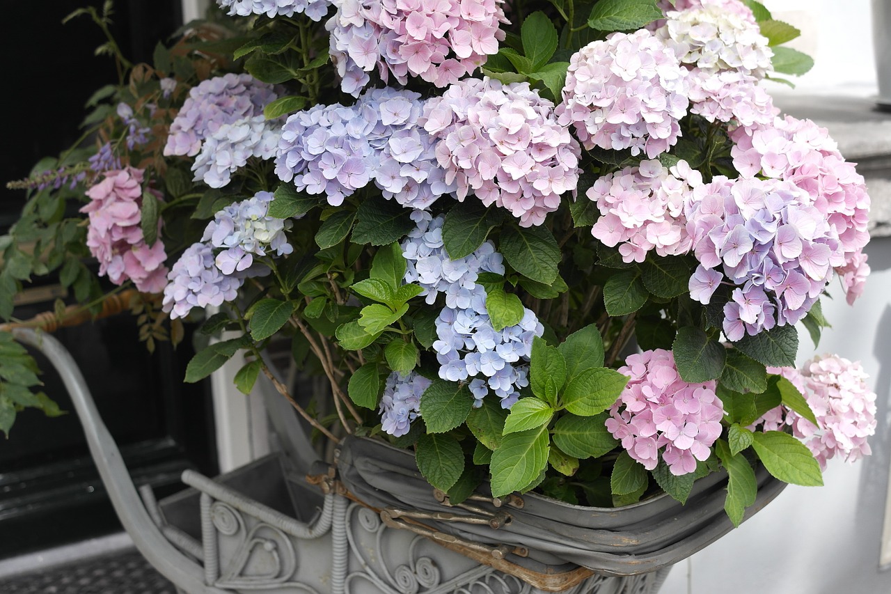 Hydrangea Beautiful Flower Wallpaper Free Photo - Hydrangea Bunnings - HD Wallpaper 