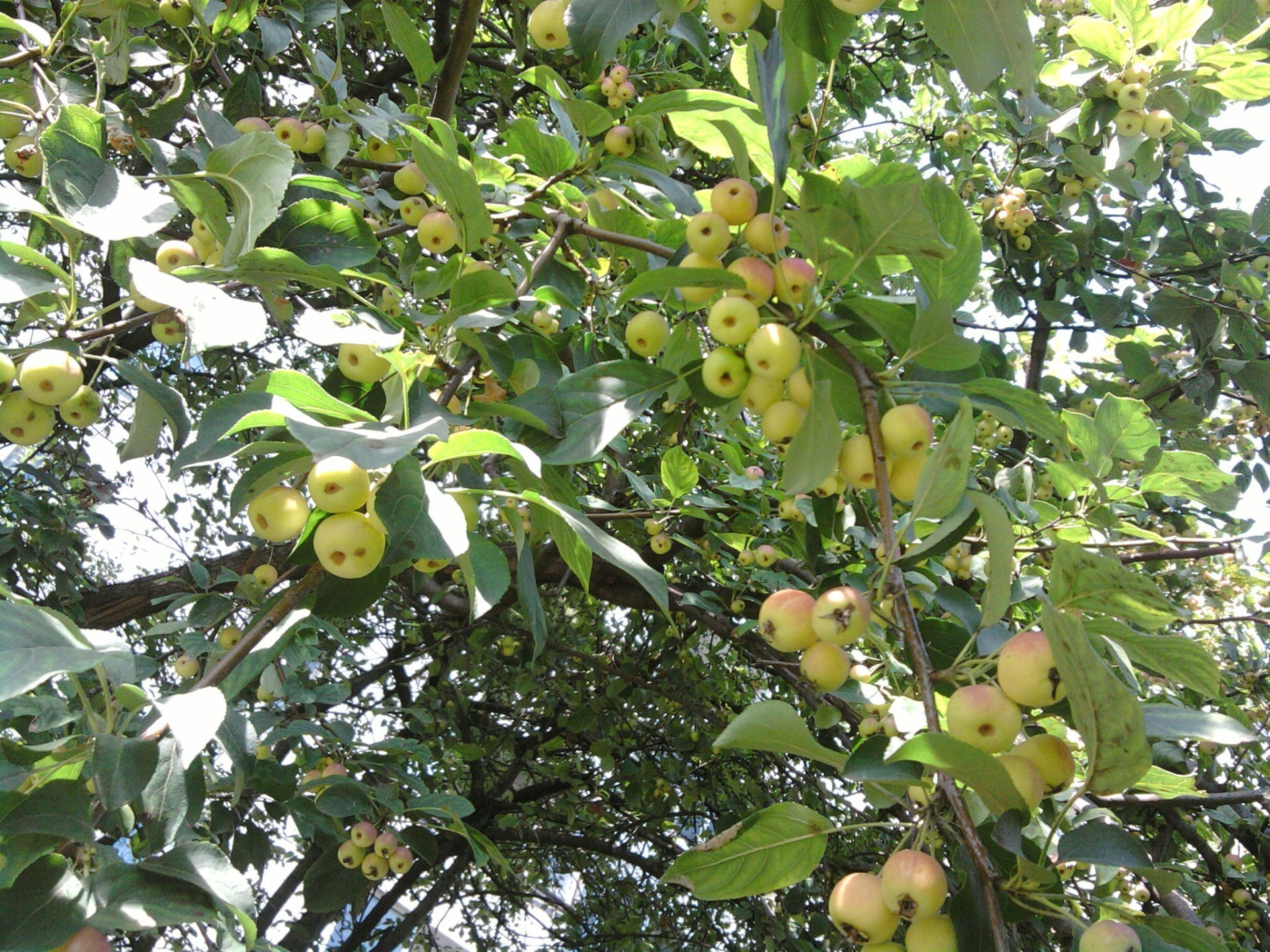 The Garden Fruit Tree Agriculture Nature Outdoors Leaf - European Plum - HD Wallpaper 