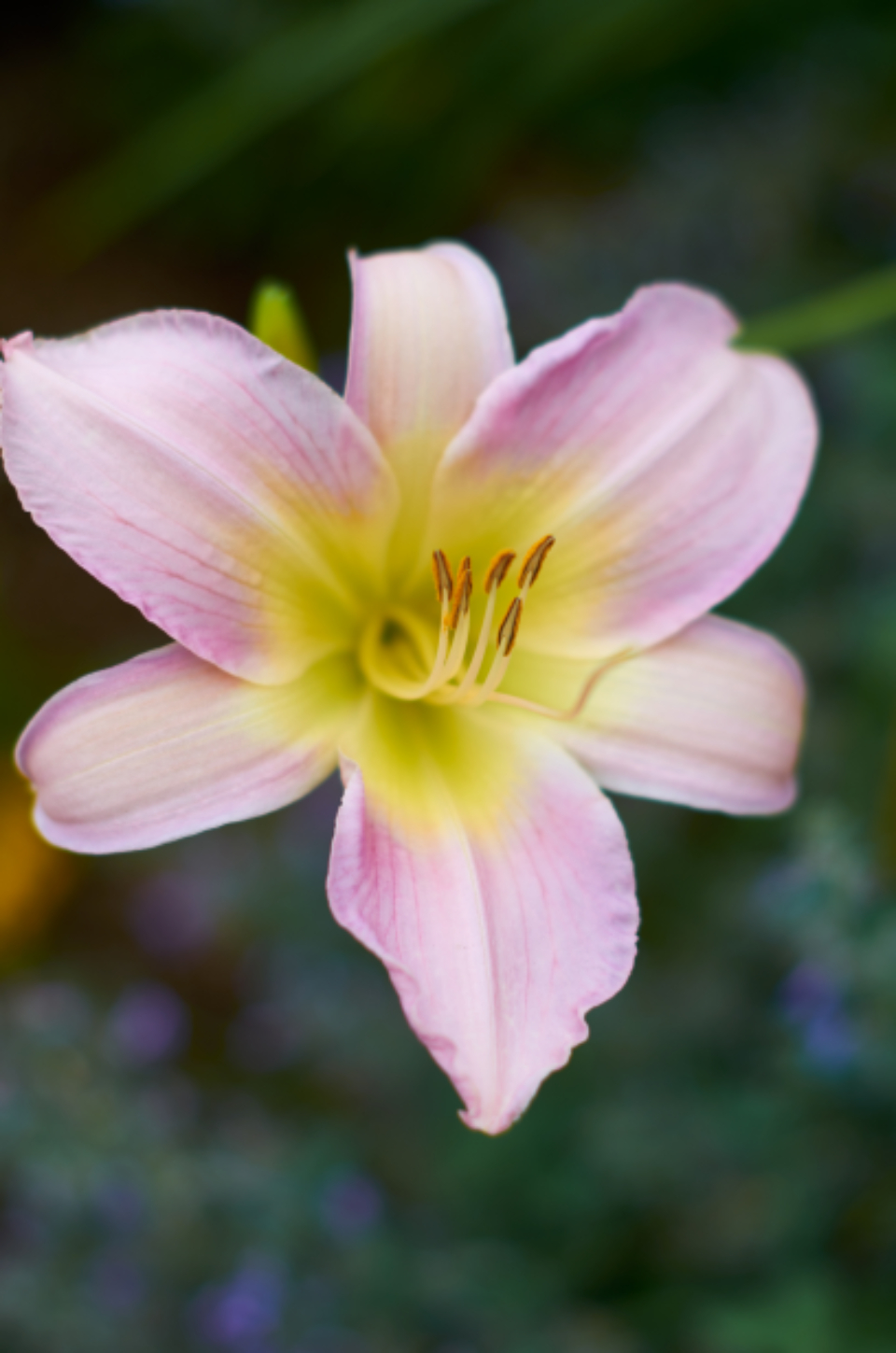 Flower Garden Close Up Macro Bloom Blossom Botany Fresh - Beautiful Close Up Flower - HD Wallpaper 