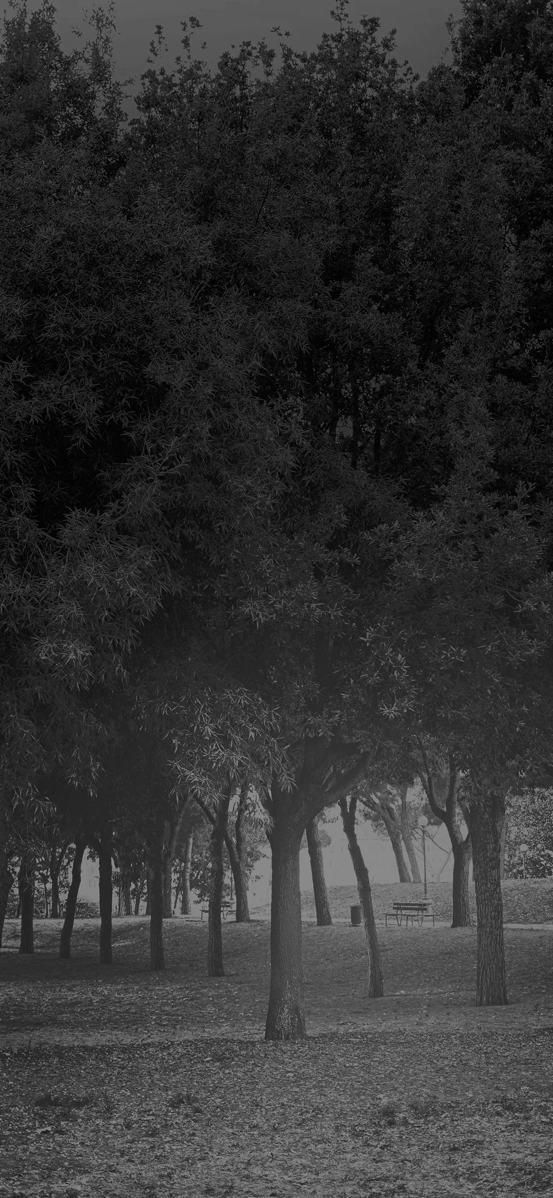 Com Apple Iphone Wallpaper Mt14 Tree Wood Grass Garden - Apple Iphone 4 - HD Wallpaper 