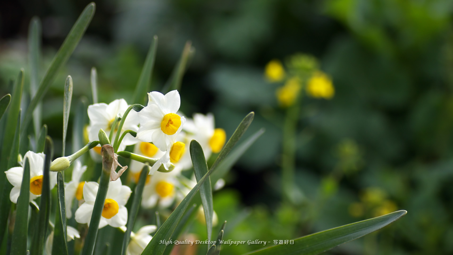 Flora Hd - HD Wallpaper 