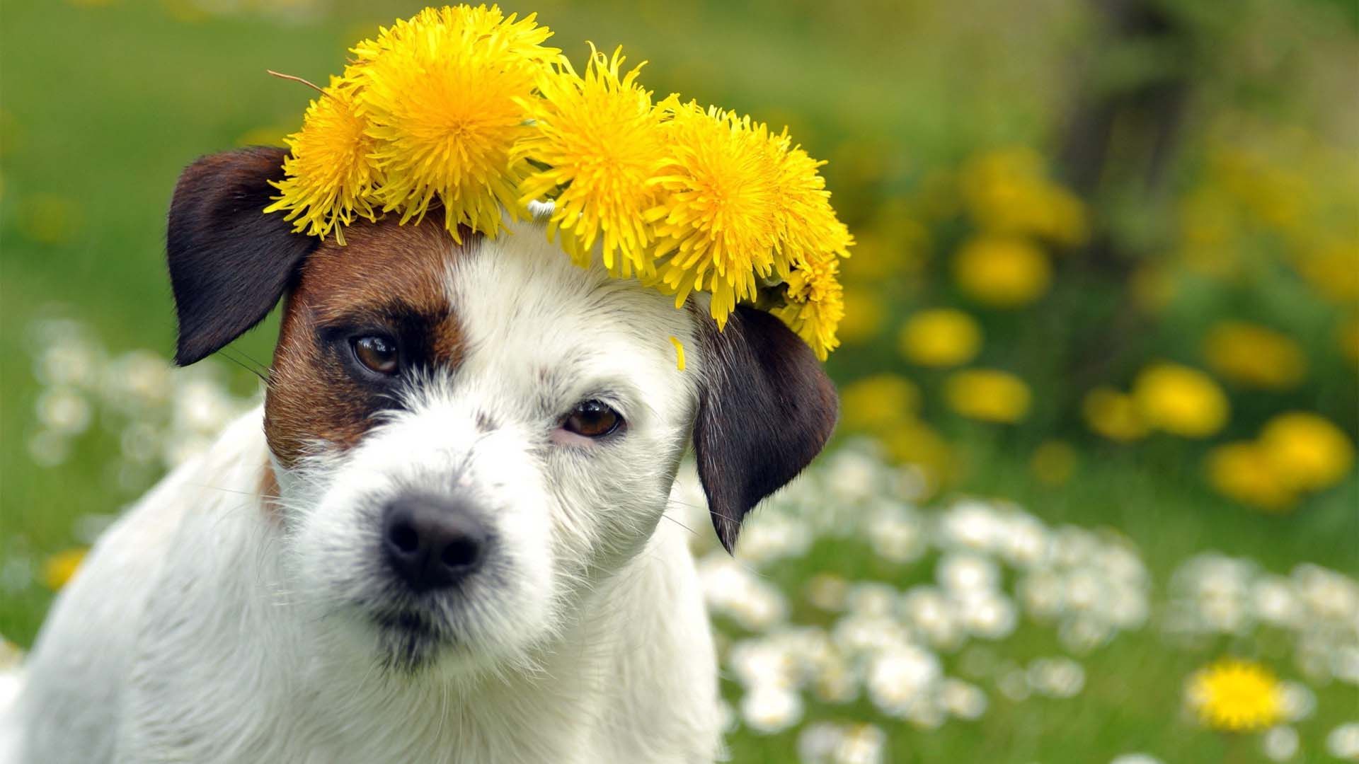 Dog In A Flower Garden Wallpaper - Spring Dog - HD Wallpaper 