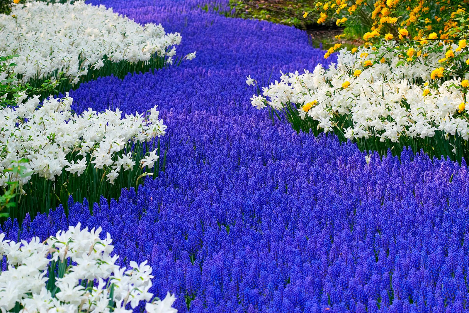 Beautiful Flower Garden Background - HD Wallpaper 