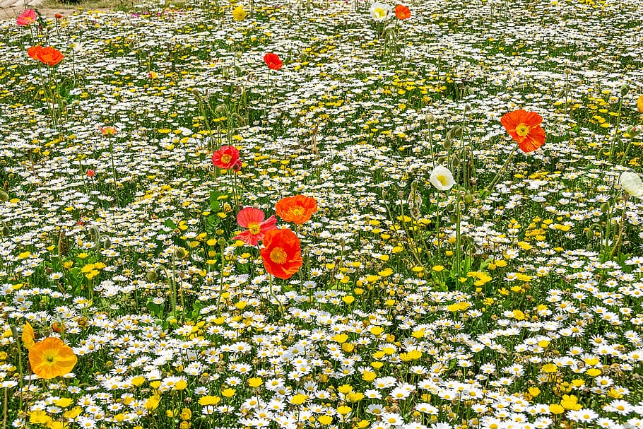 Flowers, Poppy, Park, Plants, White, Garden, Background, - Chrysanths - HD Wallpaper 