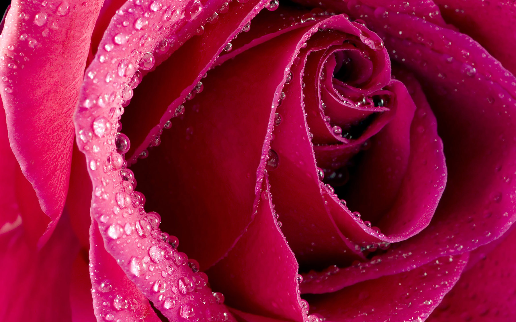Hd Rose Photo - Flower Rose Free Download - HD Wallpaper 