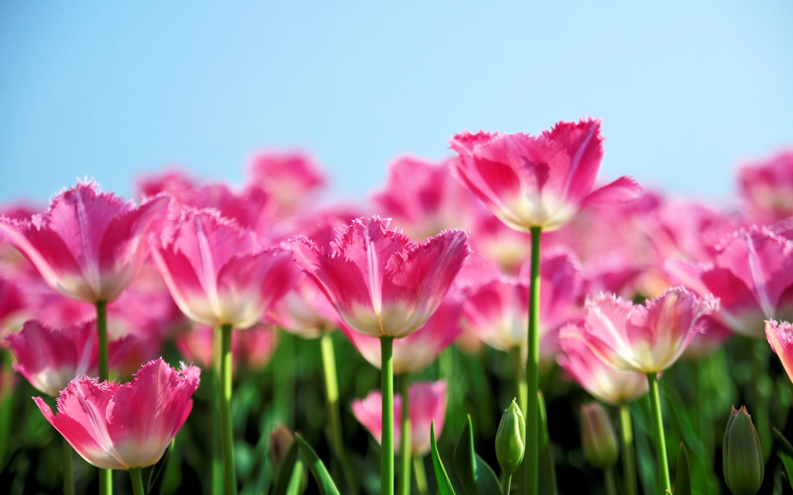Garden Full Of Tulips - HD Wallpaper 