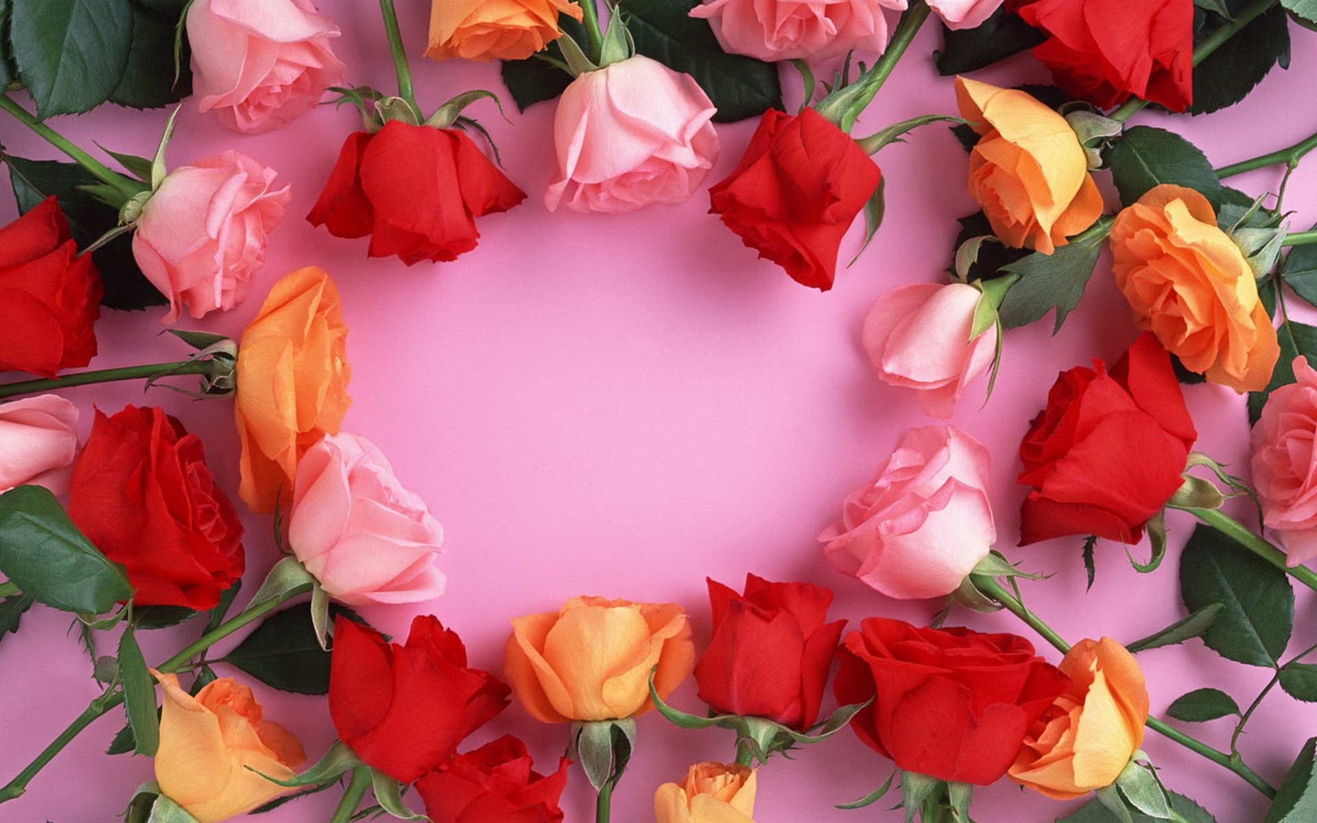 Red Orange Pink Rose - 1920x1200 Wallpaper - teahub.io