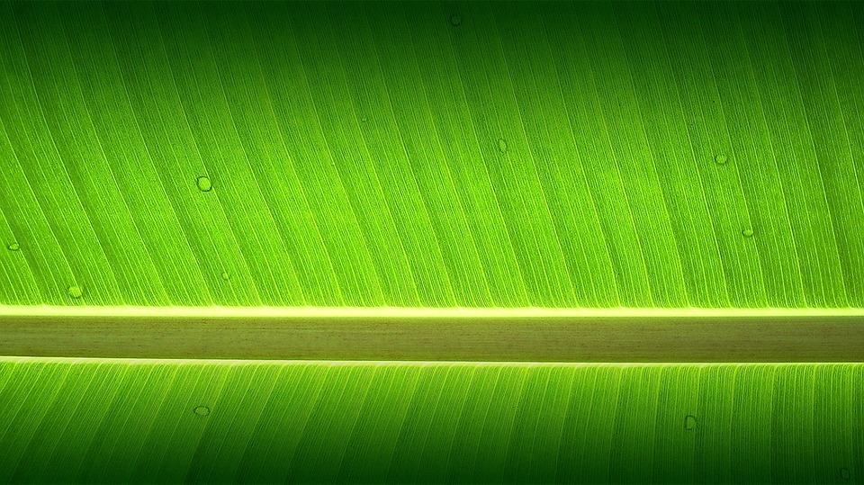 Banana Tree Leaf Background - HD Wallpaper 