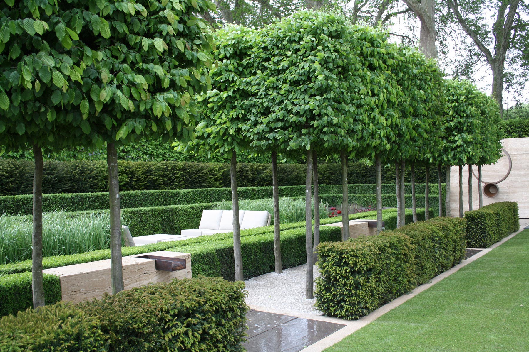Portuguese Laurel Pleached Hedge - HD Wallpaper 