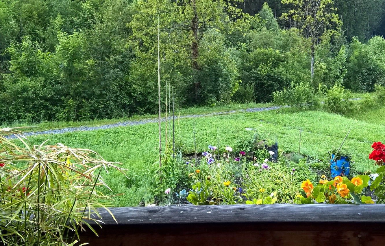 Photo Wallpaper Green, Wallpaper, Trees, Wood, Flowers, - Trees Green View Background - HD Wallpaper 