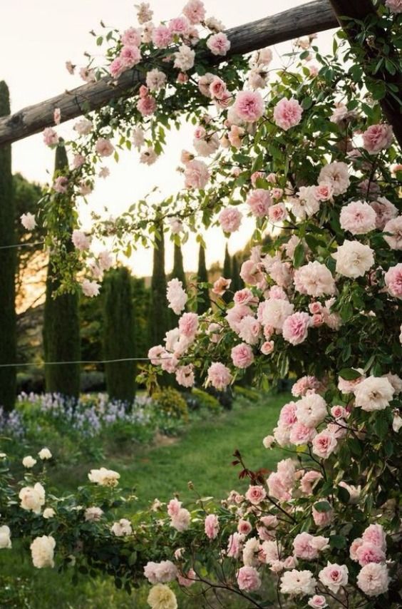 Giardino Rose Rampicanti - HD Wallpaper 