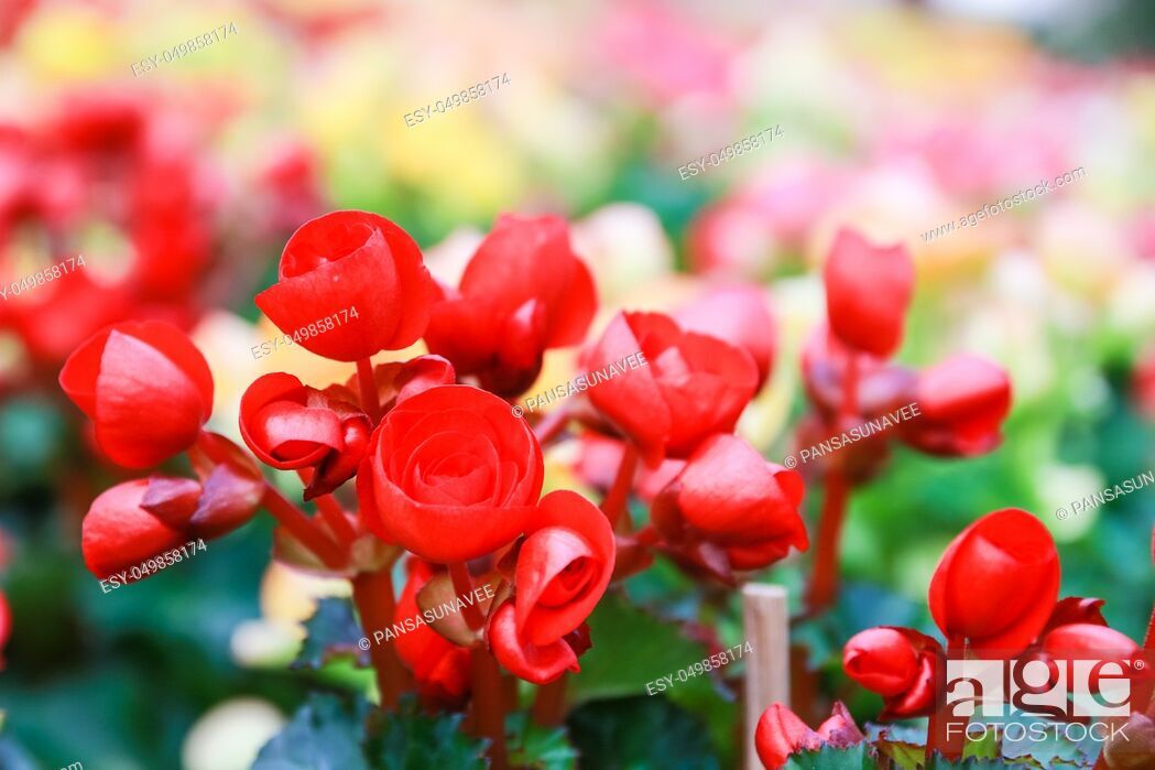 Pattern Of Beautiful Natural Begonia Flowers Texture - Garden Roses - HD Wallpaper 