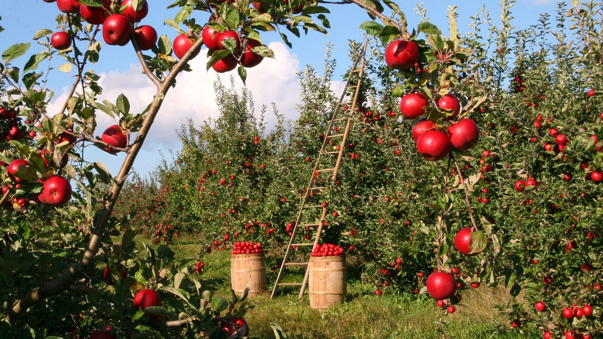 Apple Trees Garden Hd Wallpaper Apple Trees 1920x1080 Wallpaper