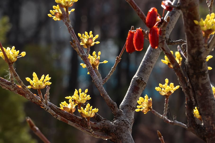 Spring, Spring Flowers, Nature, Plants, Wood, Beautiful, - Caesalpinia - HD Wallpaper 