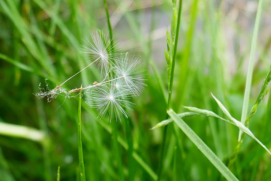 Dandelion, Nature, Beautiful, Garden, Pointed Flower, - Grass - HD Wallpaper 