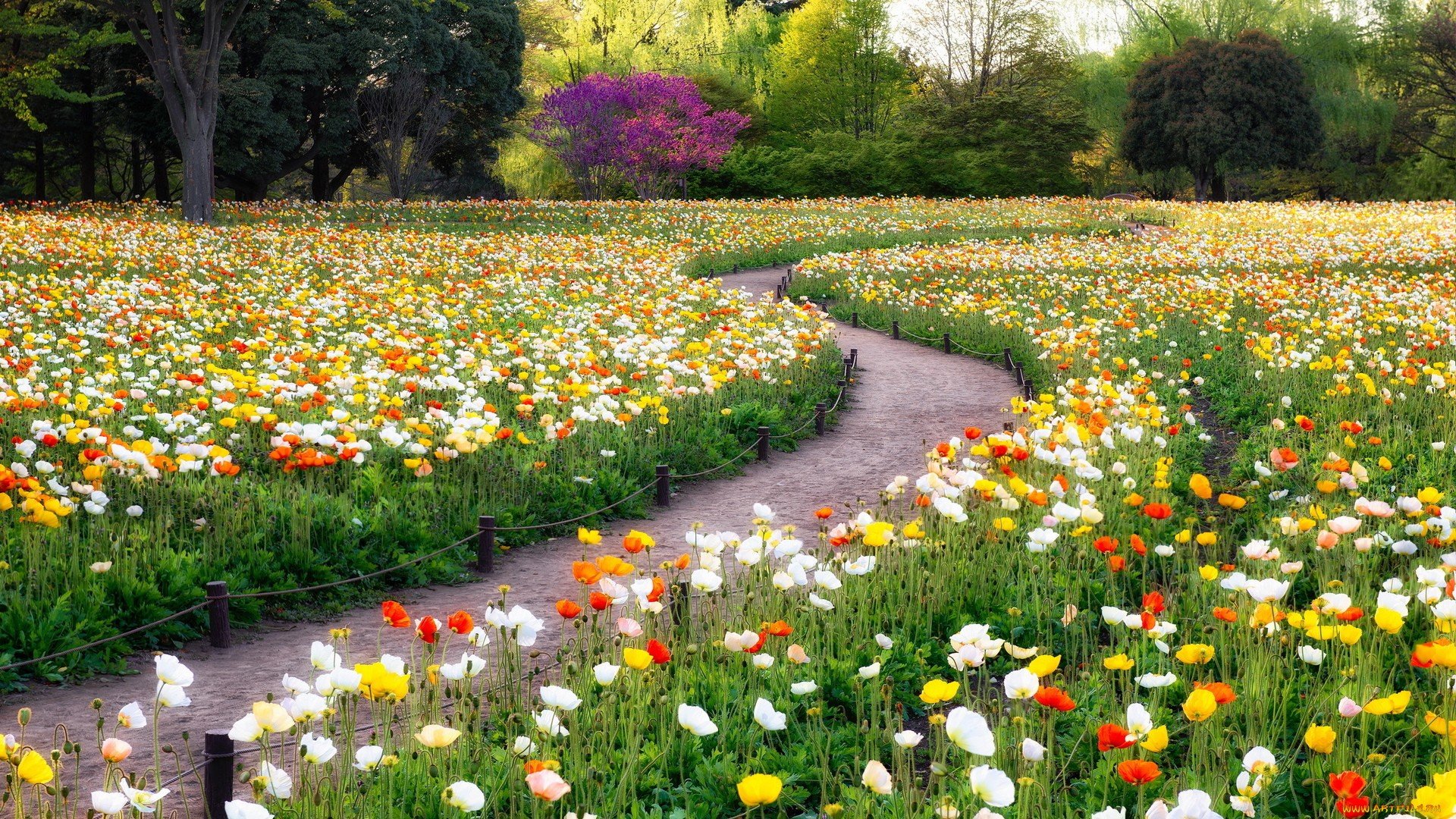 Dn/31, The Road To The Garden, - Flowers In The Road - HD Wallpaper 