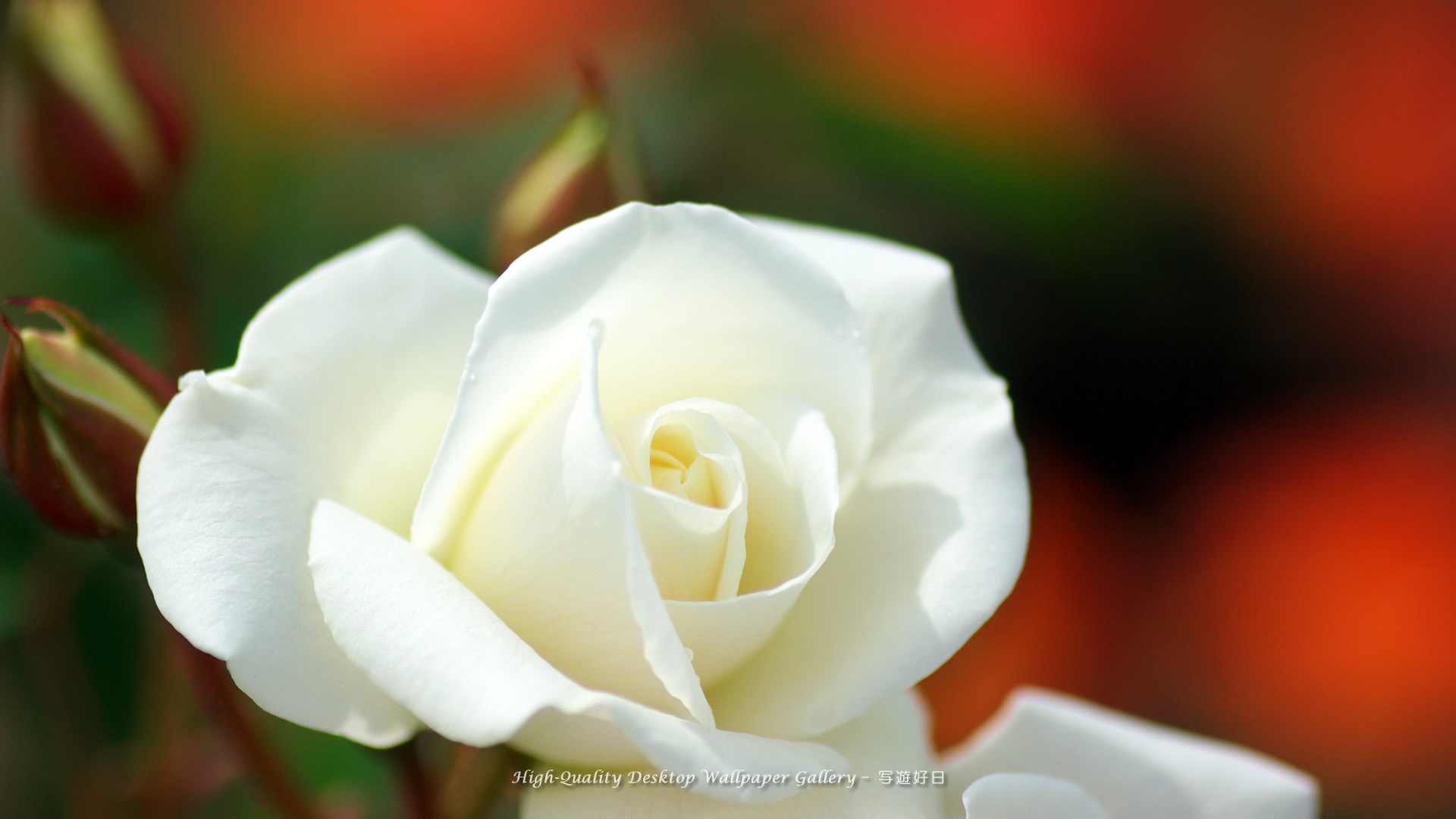 Hybrid Tea Rose - HD Wallpaper 