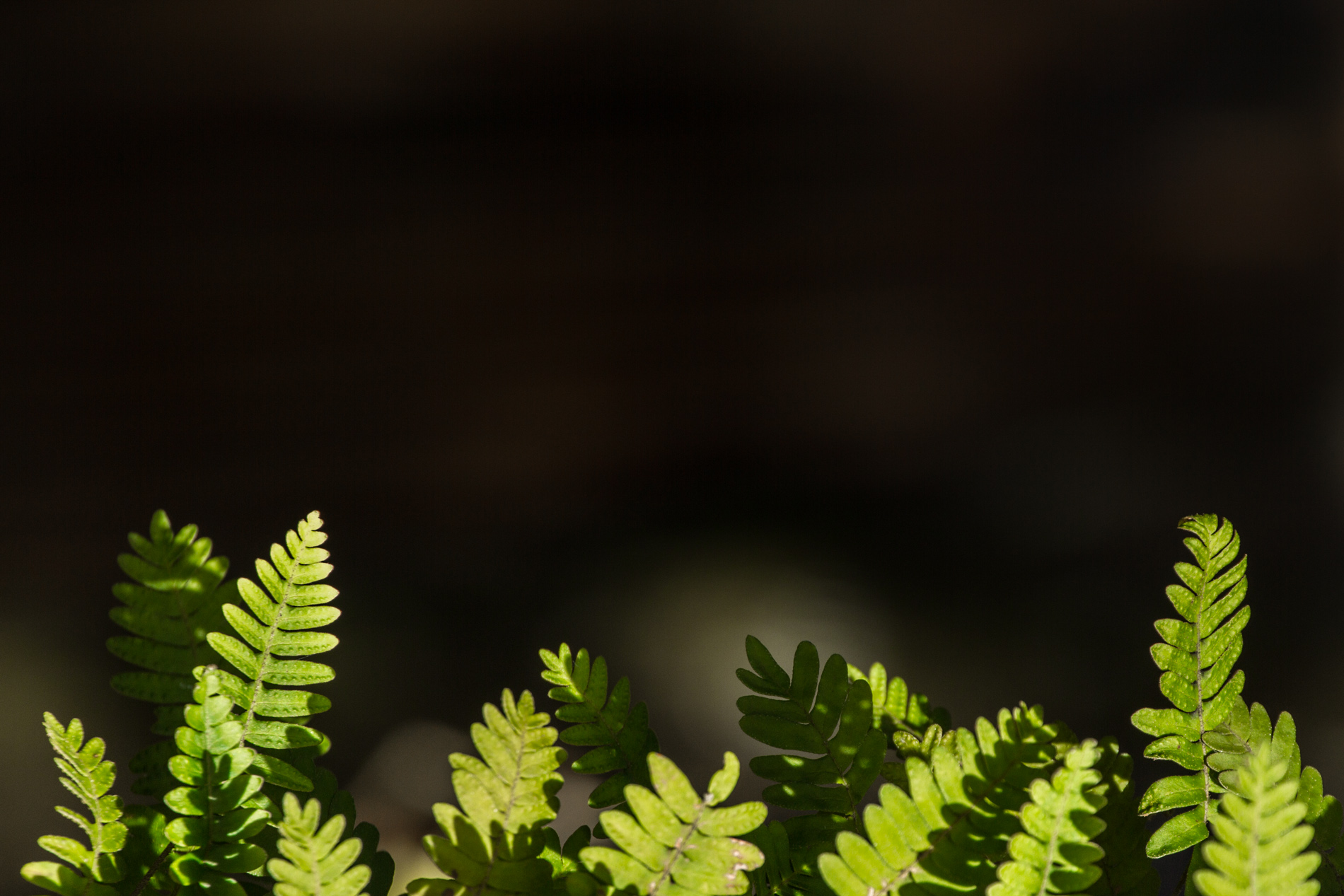 Ostrich Fern - HD Wallpaper 