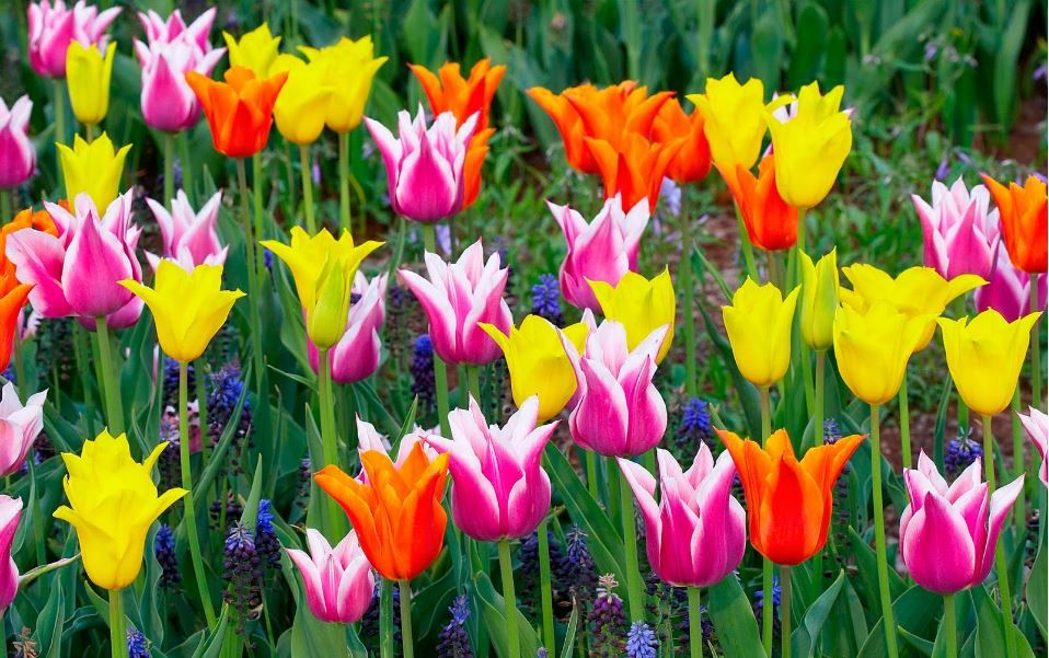 Tulip Flowers Images Free Download - HD Wallpaper 