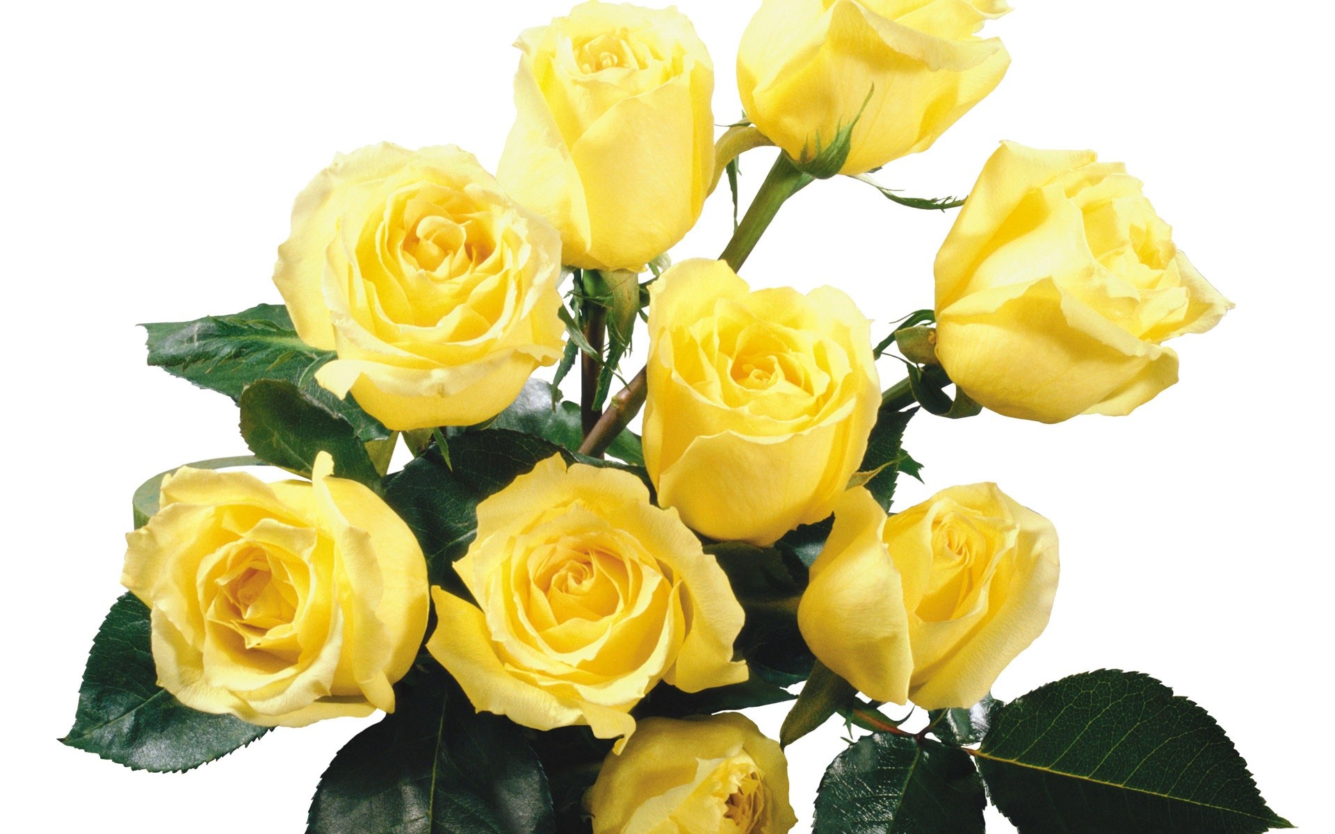 1920x1200, Free Yellow Flowers Wallpaper 
 Data Id - Yellow Rose Flower Images Download - HD Wallpaper 