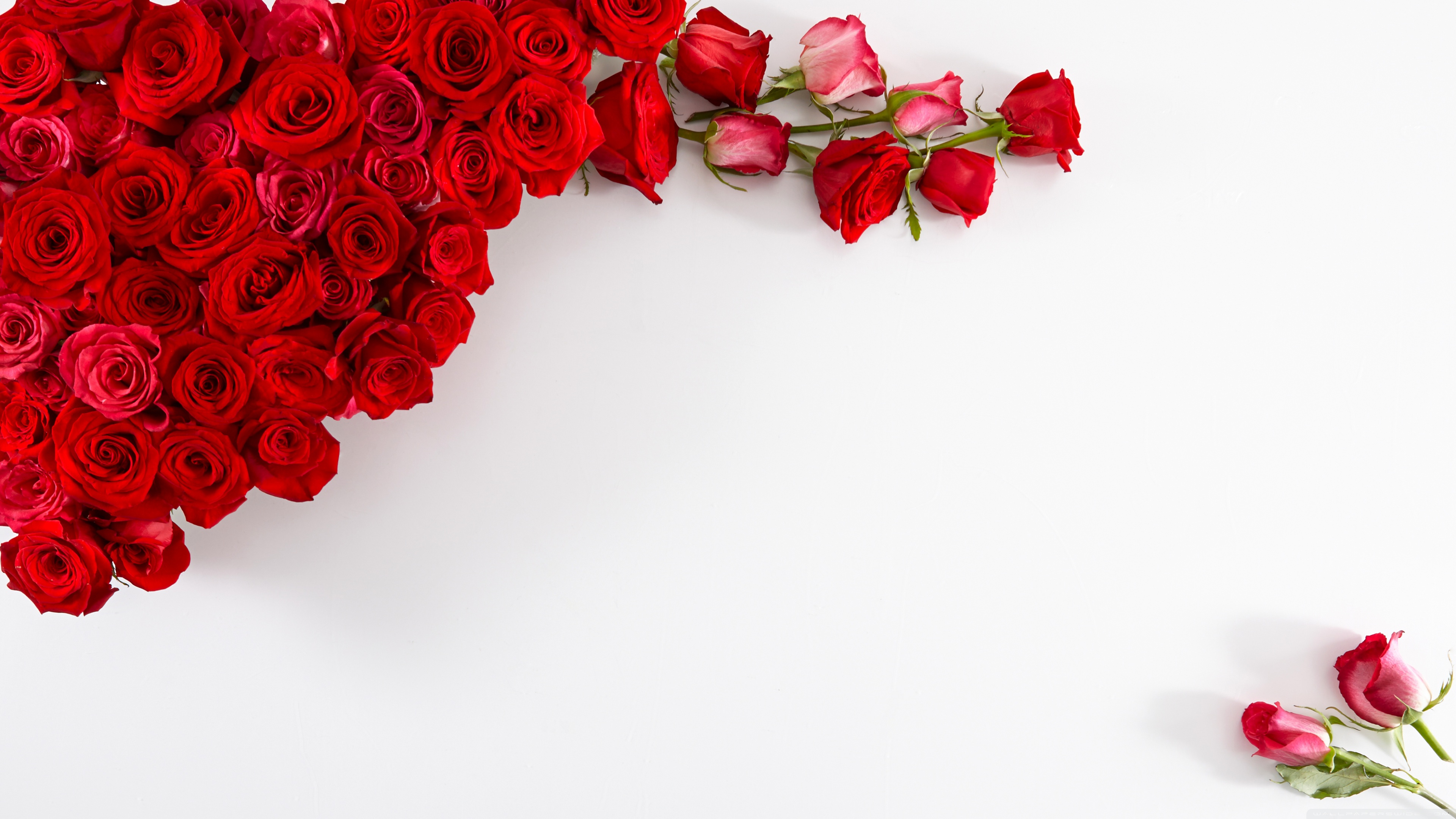 Red Rose Flower Background - HD Wallpaper 