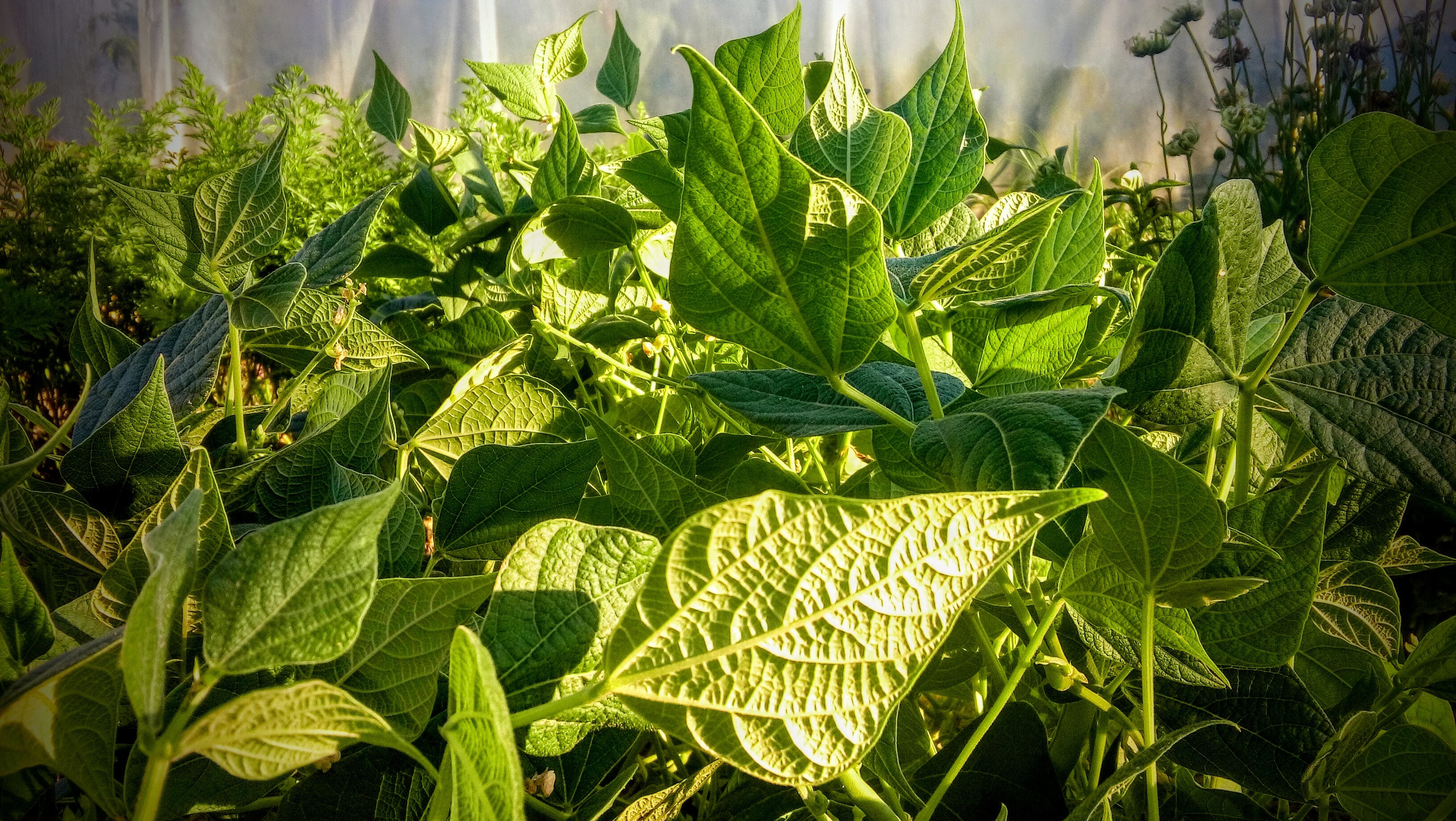 Plantation - HD Wallpaper 