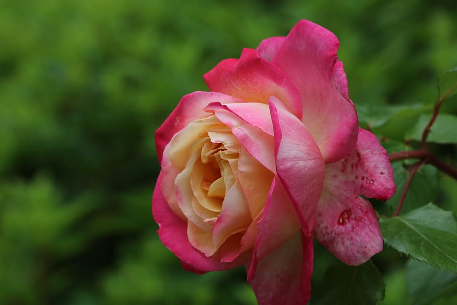 Rose, Red, Red Rose, Garden, Flowers, Nature, Rose - Floribunda - HD Wallpaper 