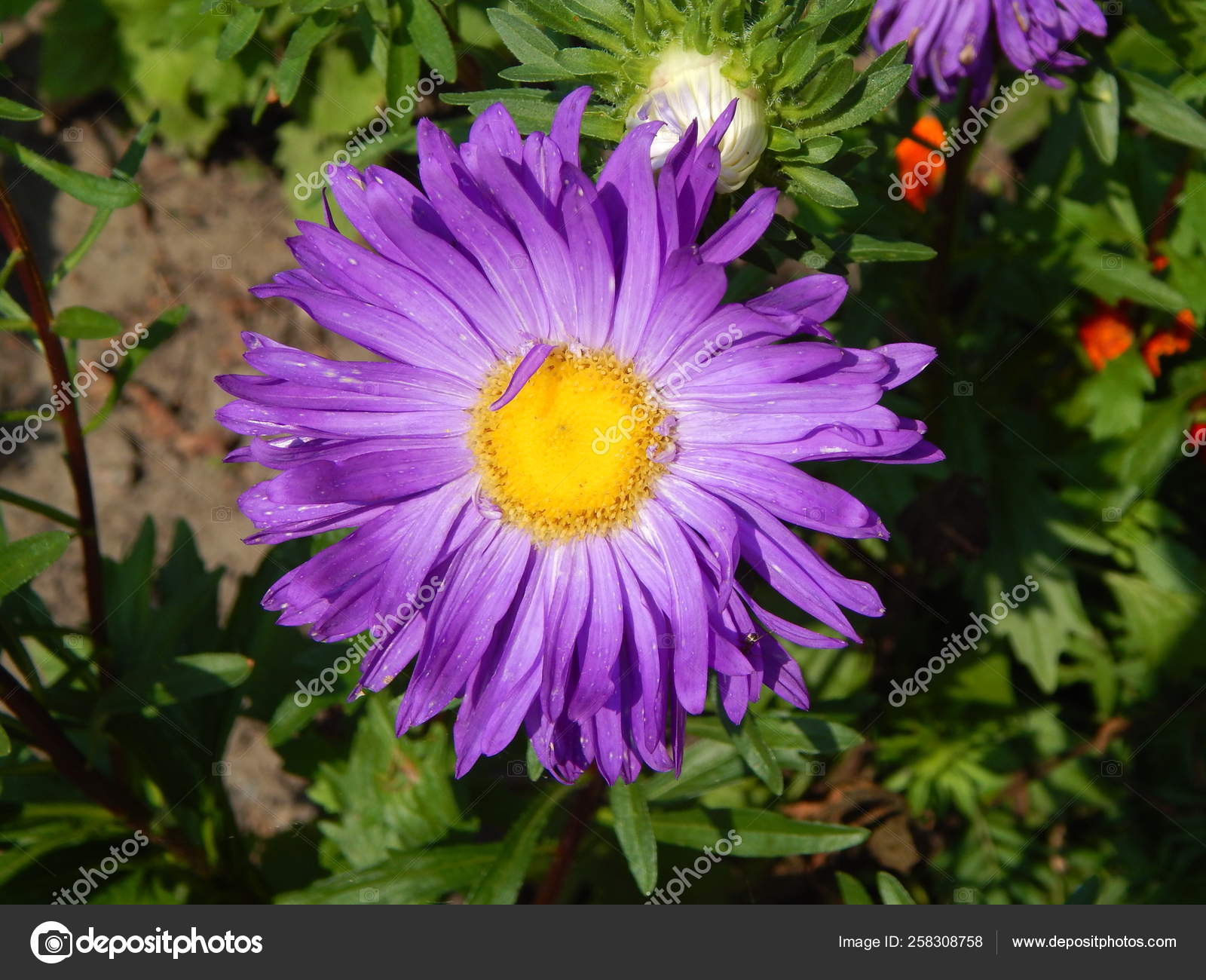 Pigface - HD Wallpaper 
