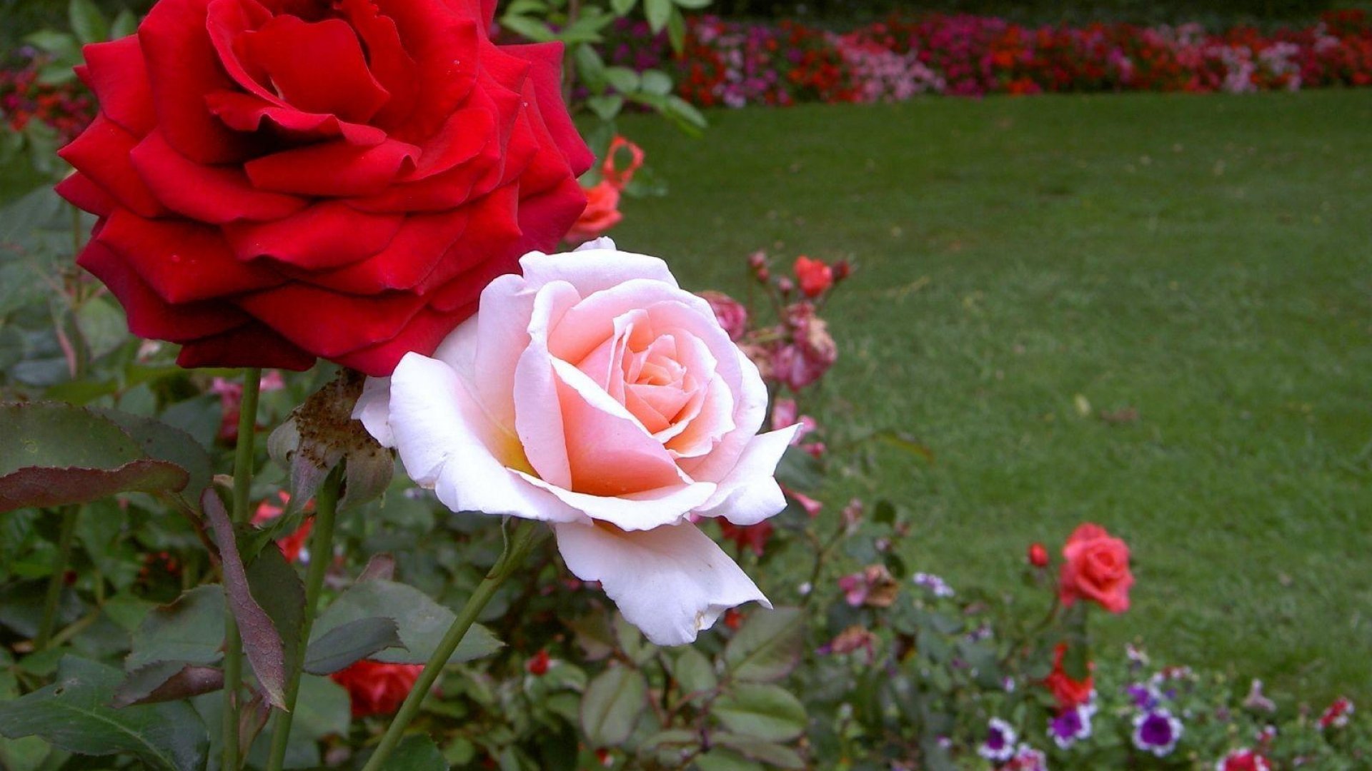 Rose Flower Wallpaper Hd Free Download - Rose Flowers In Garden - 1920x1080 Wallpaper Rose Flower Wallpaper Hd Free Download - Rose Flowers In Garden - 1920x1080 Wallpaper