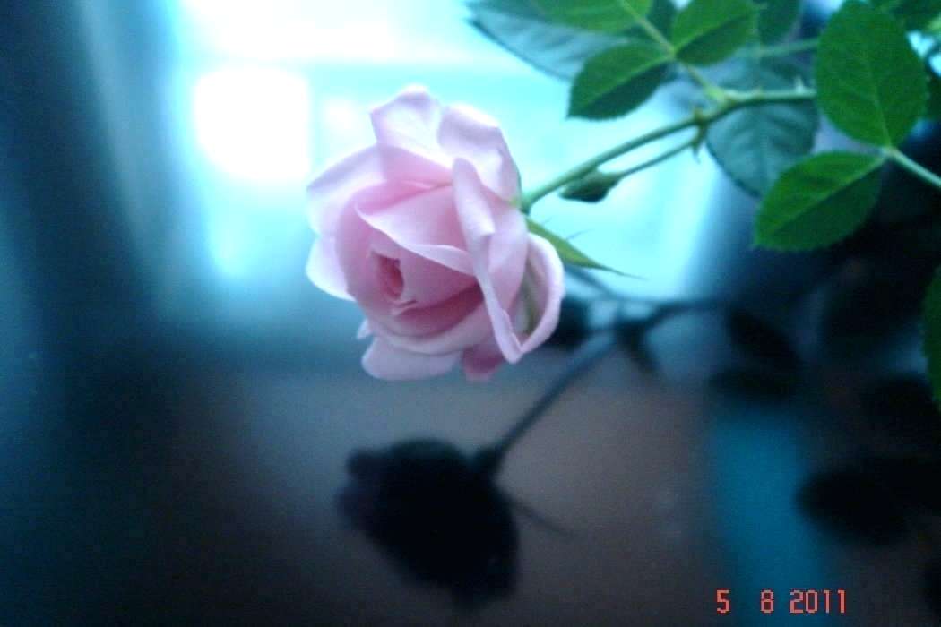 Free Flowers Wallpaper Download Wallpaper Download - Hd Flowers Wallpapers Free Download For Mobiles - HD Wallpaper 